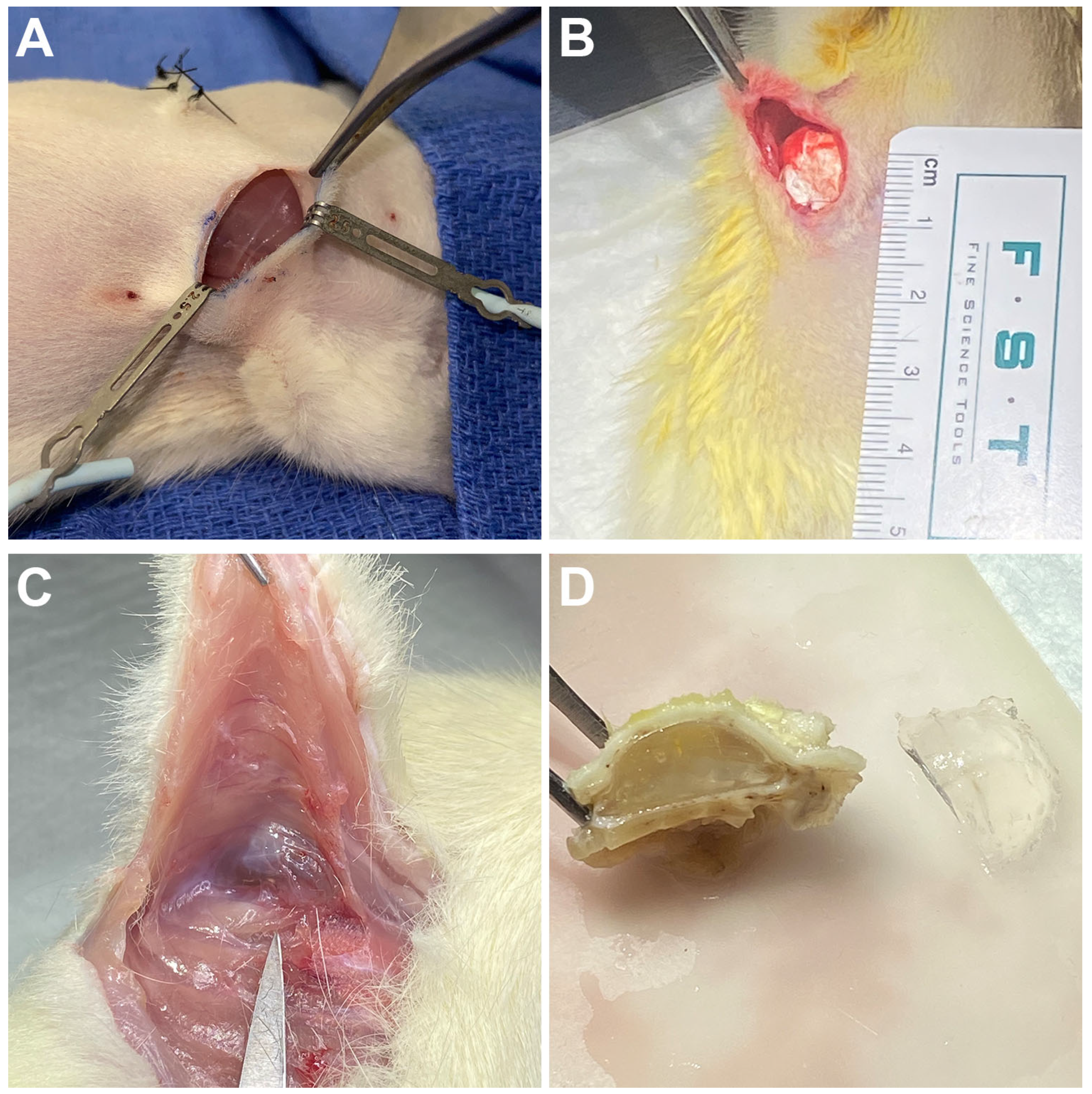 Bioengineering 13 00150 g004