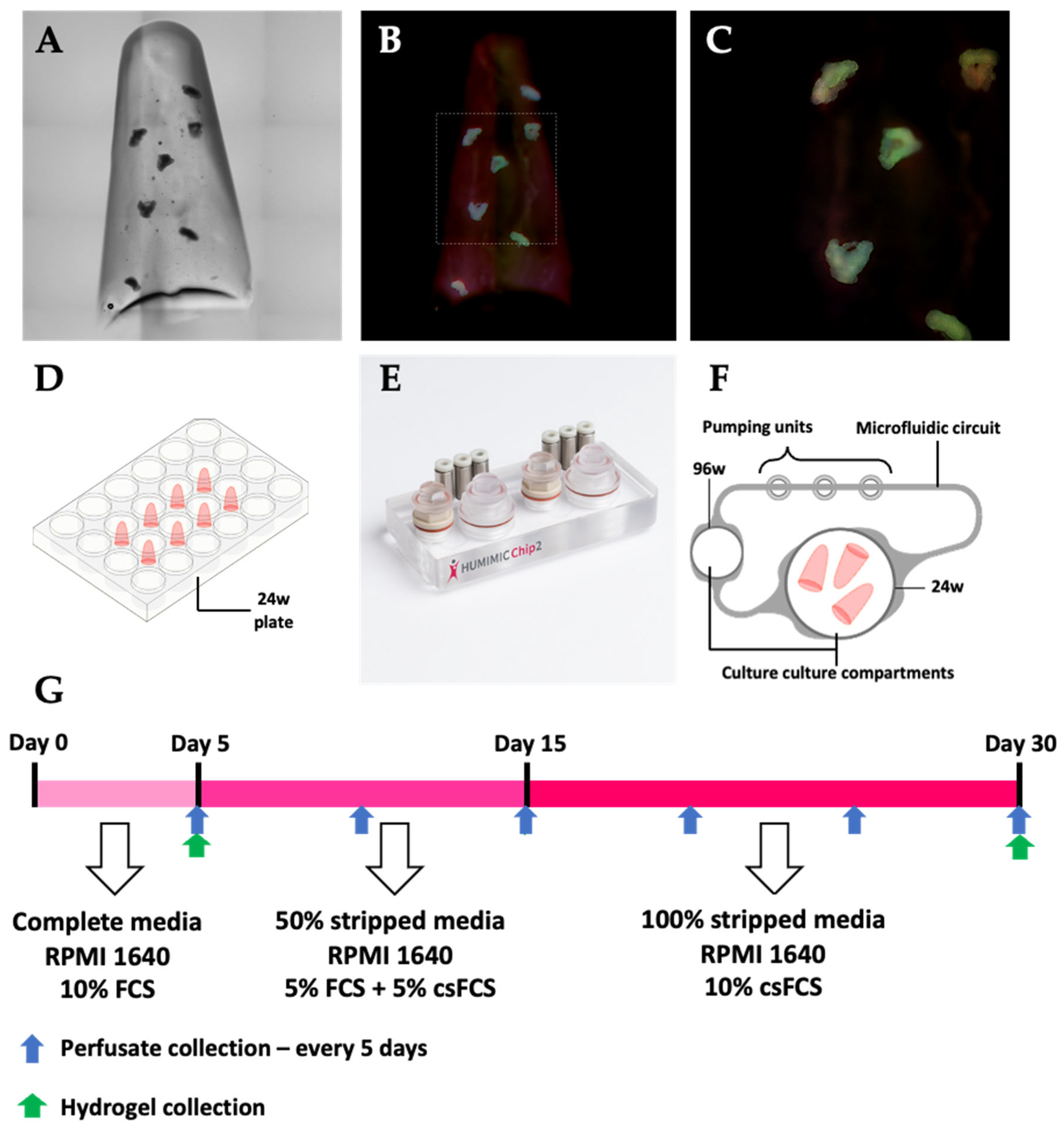 Bioengineering 13 00204 g001