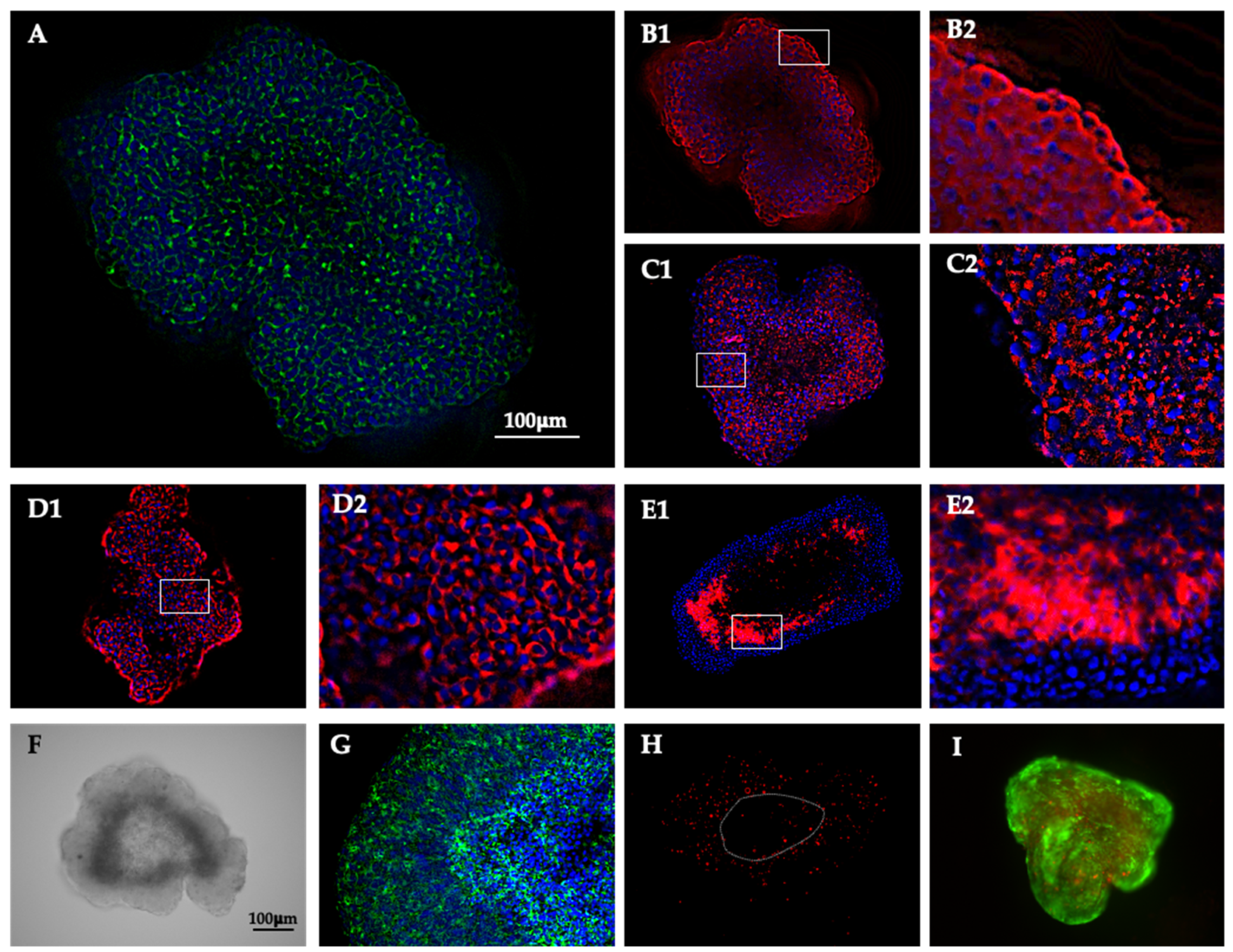 Bioengineering 13 00204 g002
