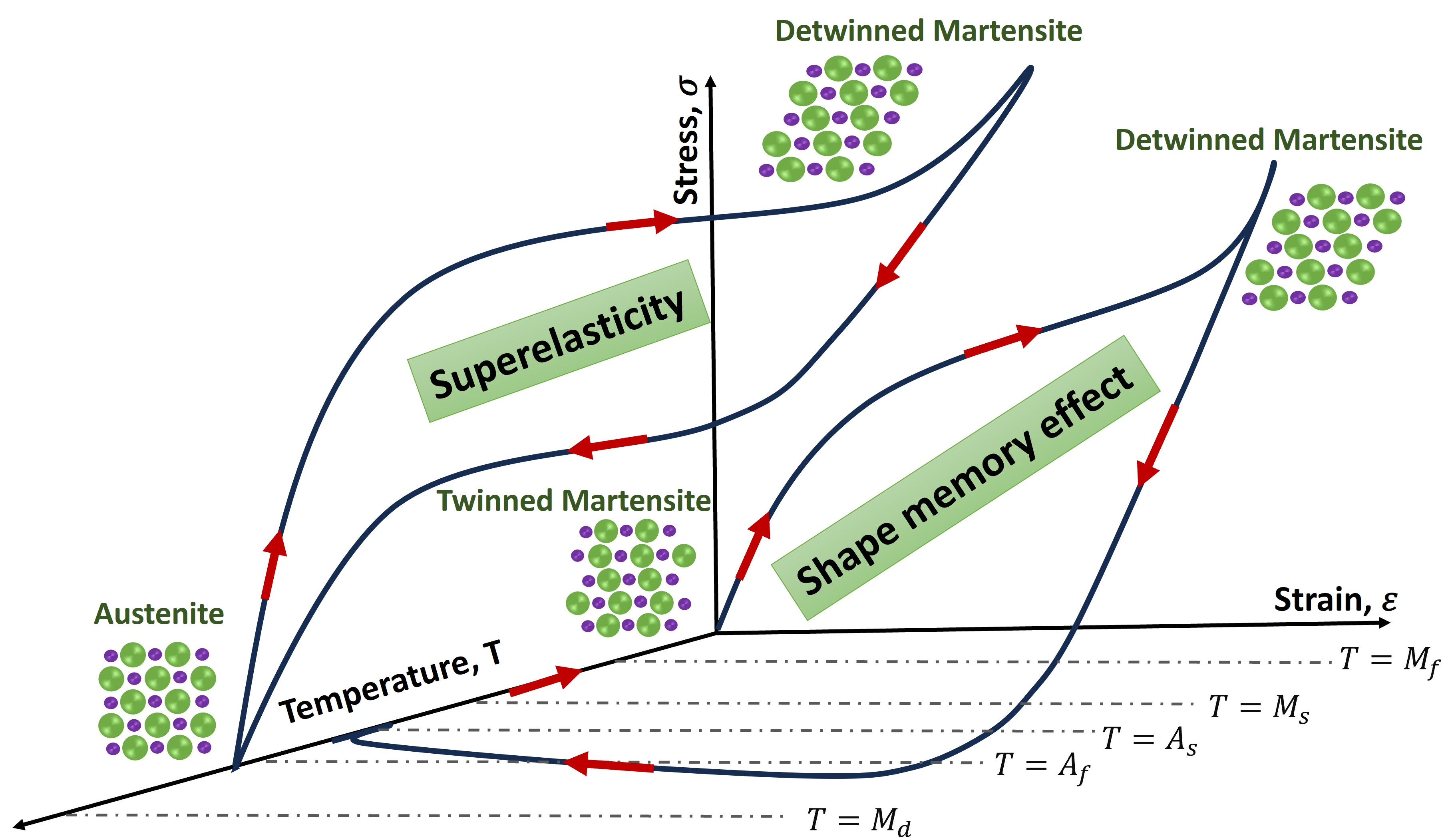 Bioengineering 13 00216 g004 Bioengineering 13 00216 g004