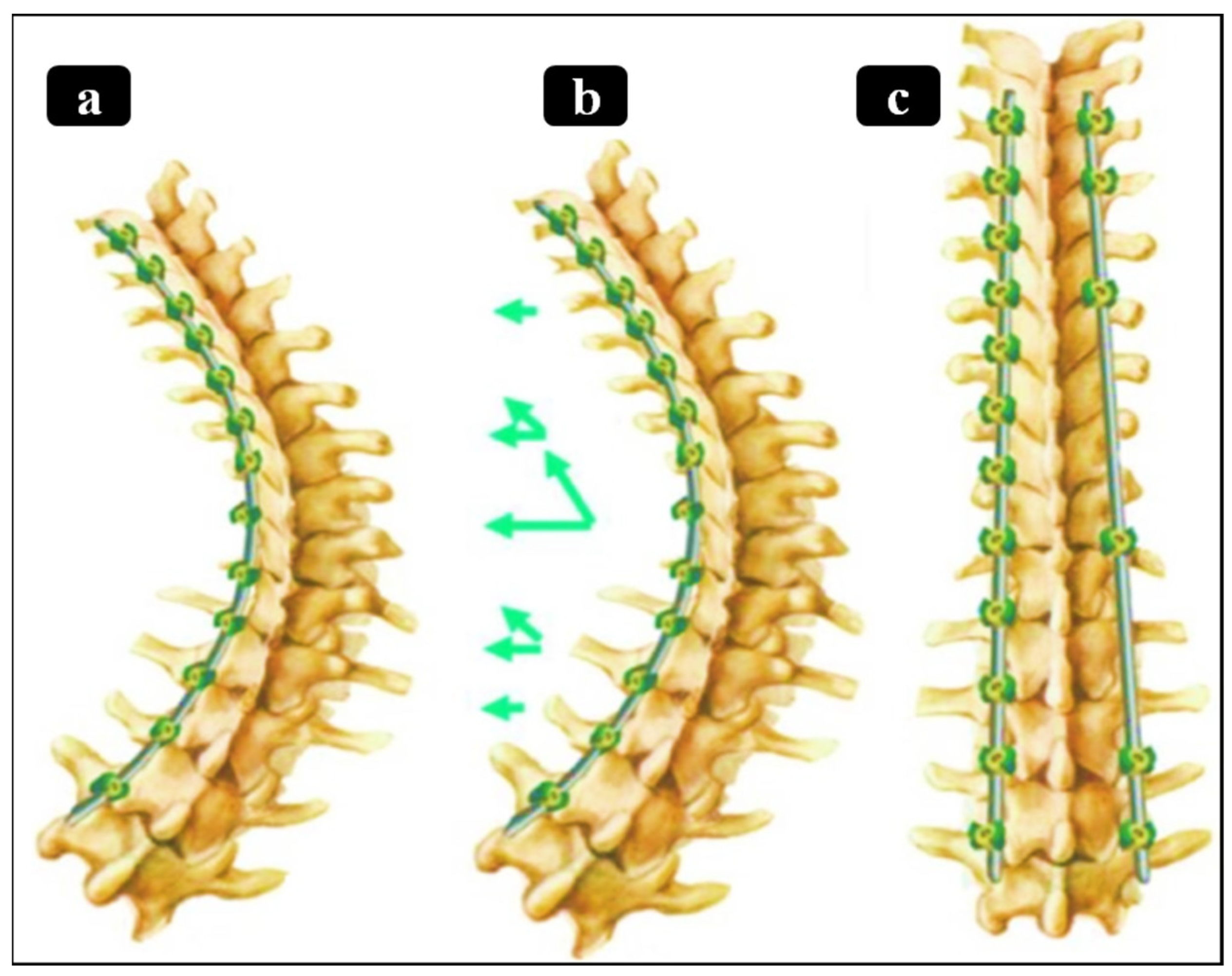 Bioengineering 13 00216 g005 Bioengineering 13 00216 g005
