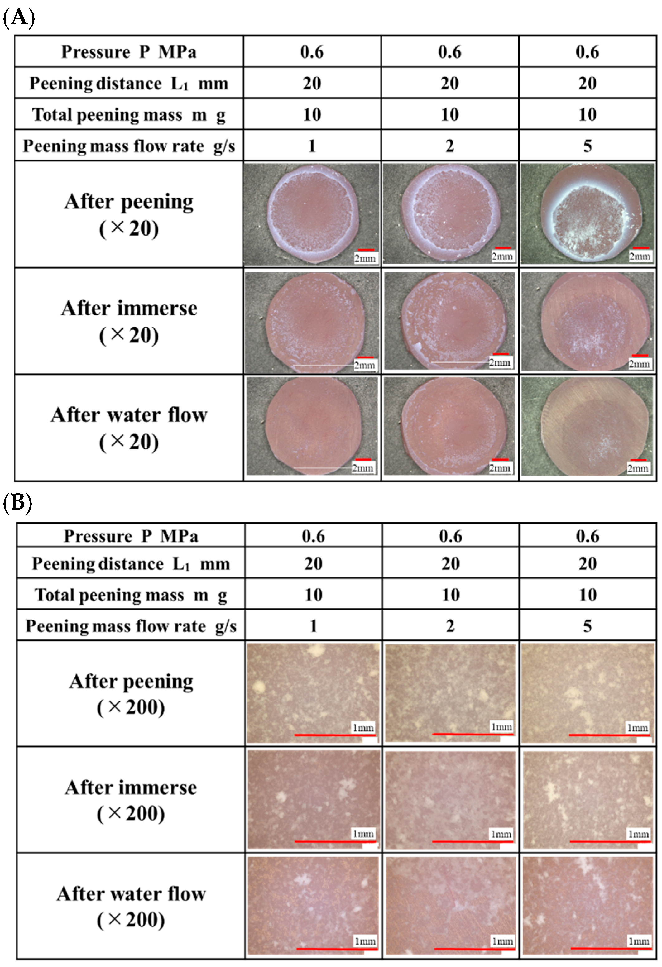 Bioengineering 13 00230 g003