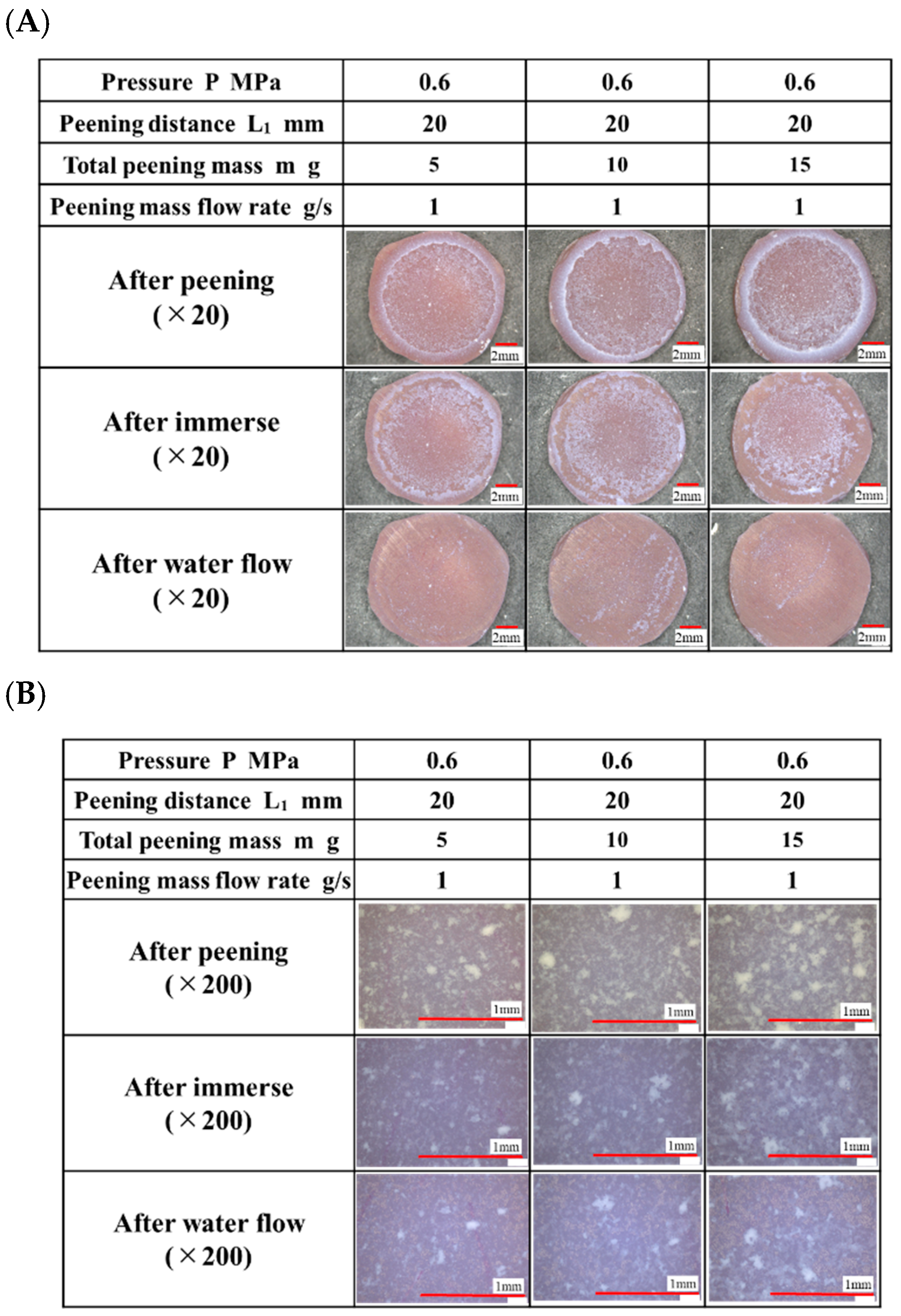 Bioengineering 13 00230 g012