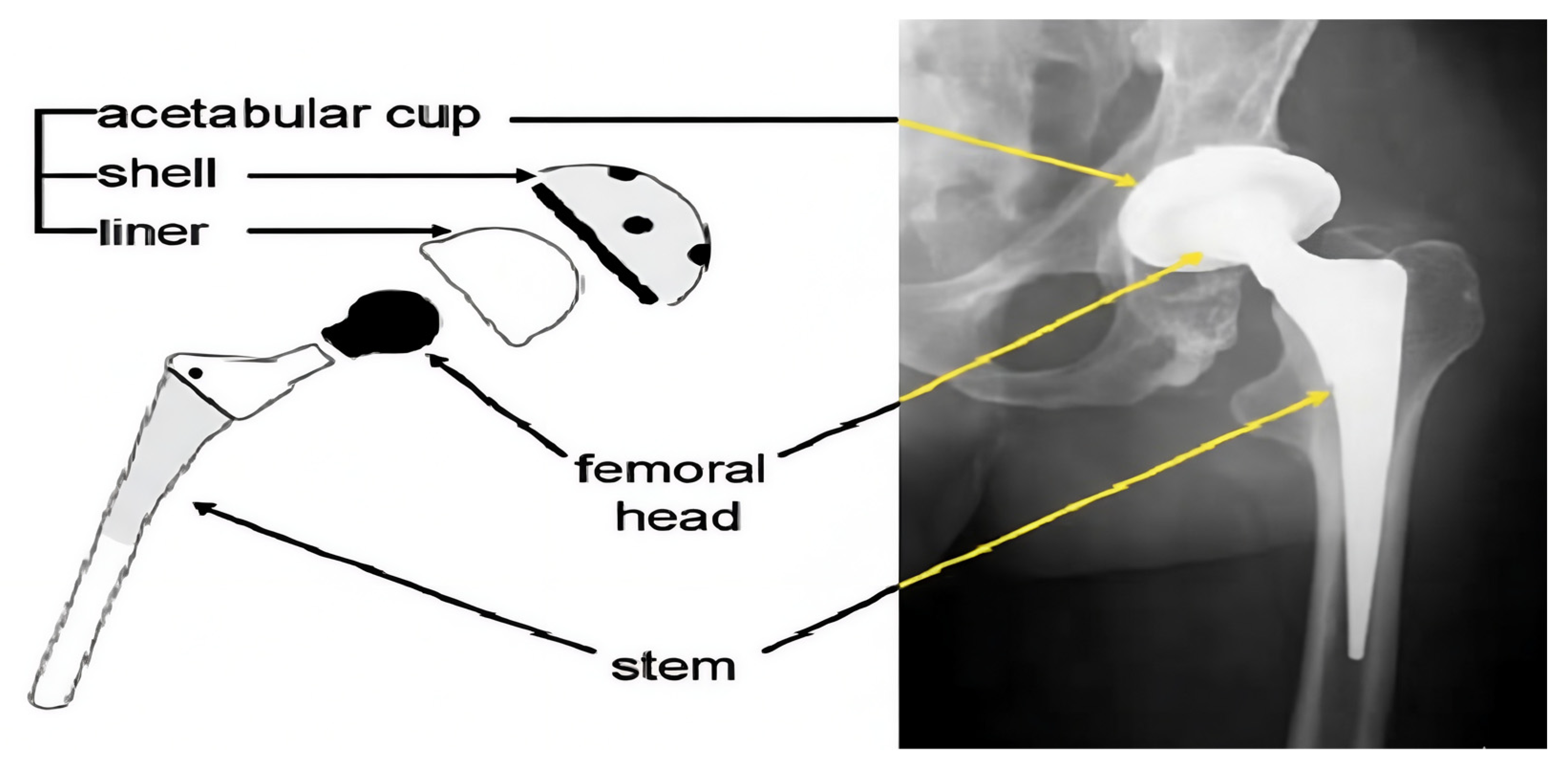 Bioengineering 13 00235 g001