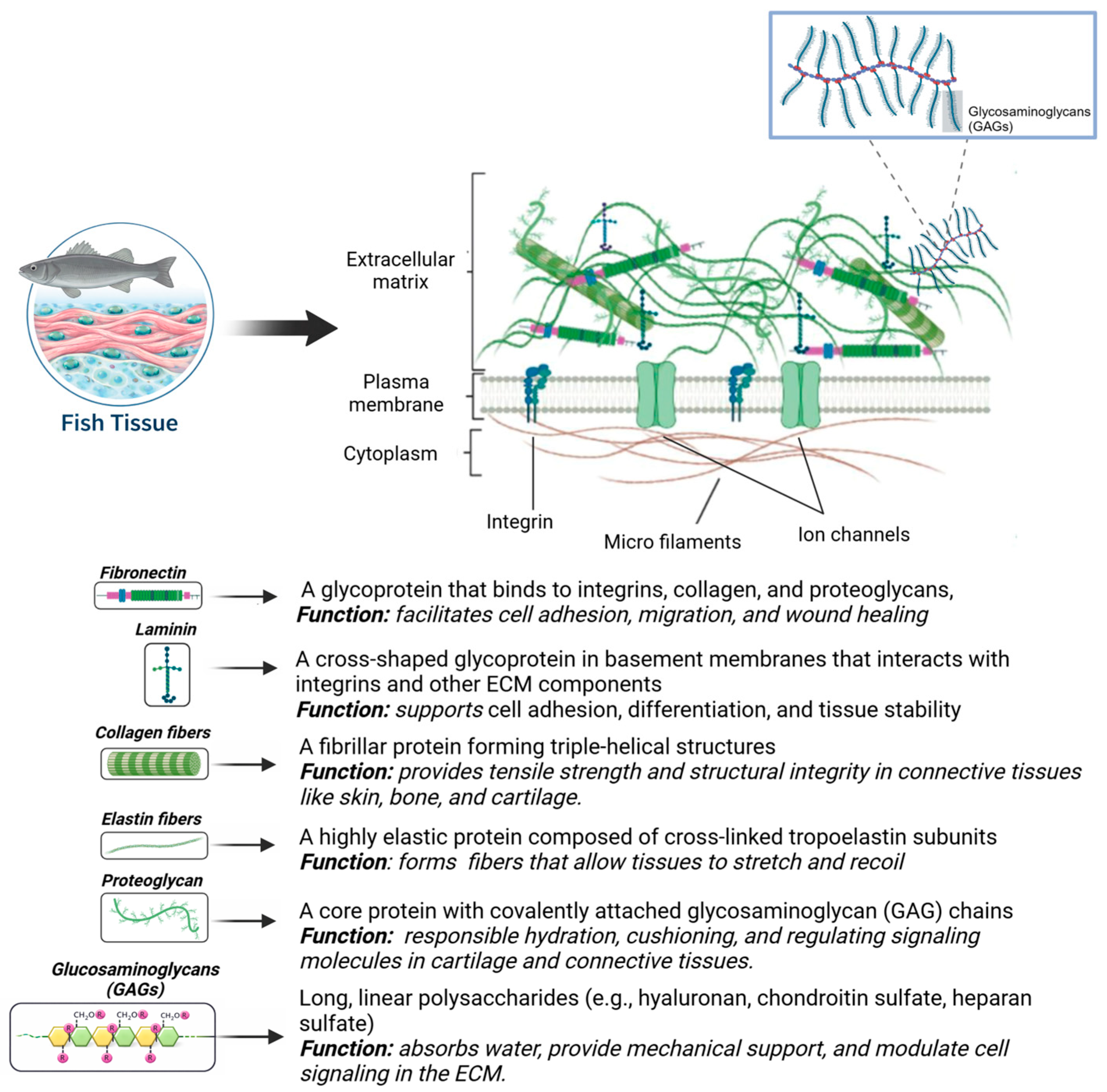 Bioengineering 13 00255 g001 Bioengineering 13 00255 g001