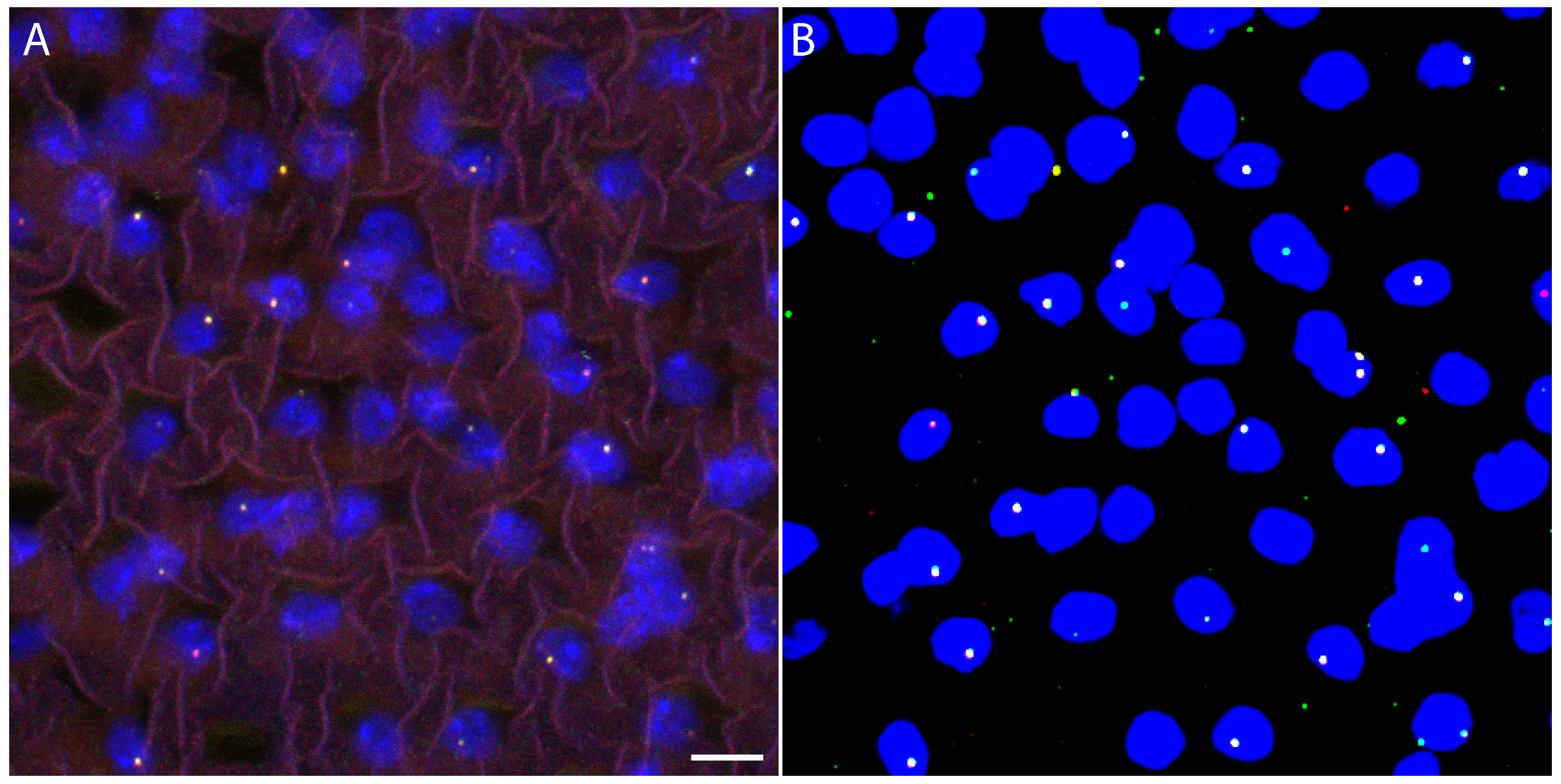 Bioengineering 13 00268 g001