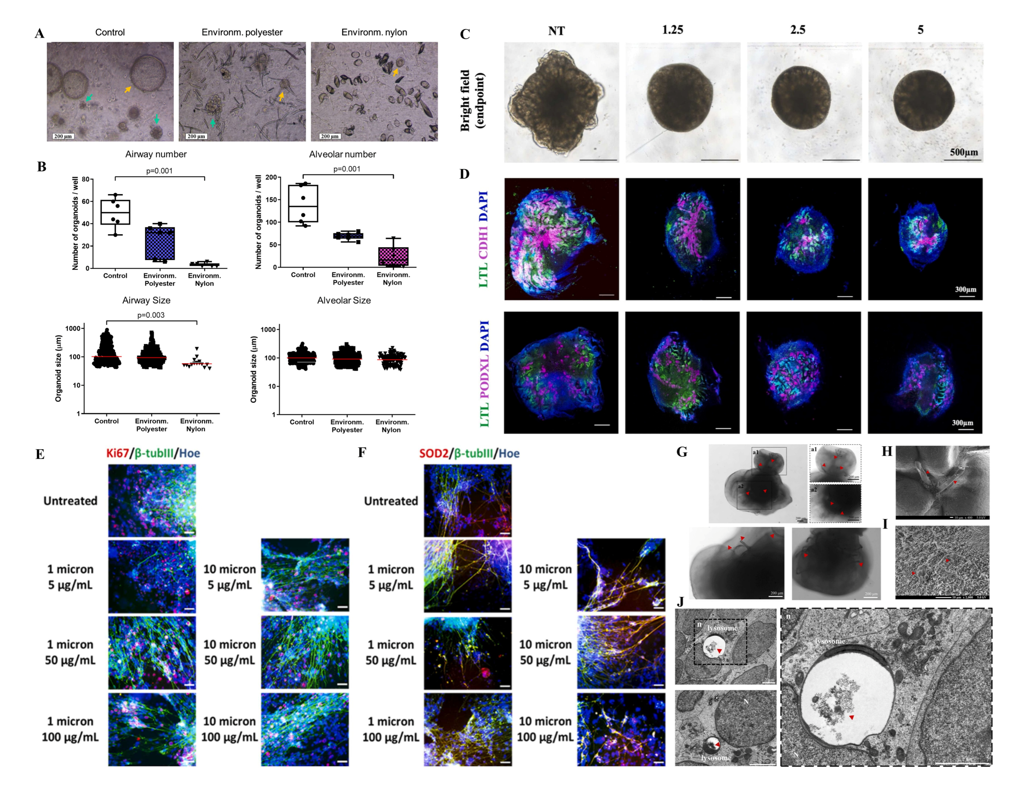 Bioengineering 13 00309 g002 Bioengineering 13 00309 g002