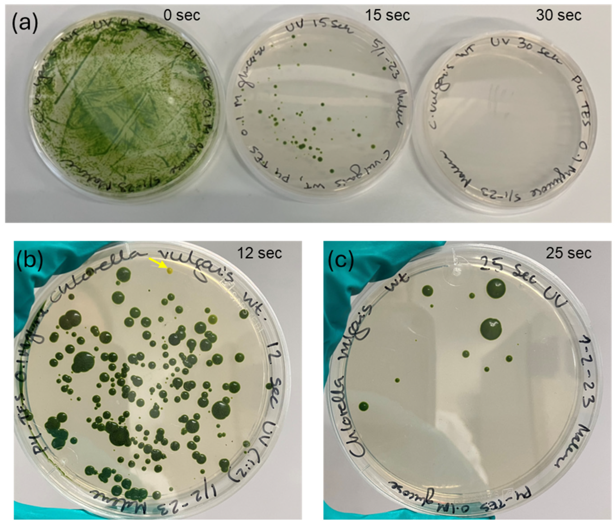 Bioengineering 13 00318 g001