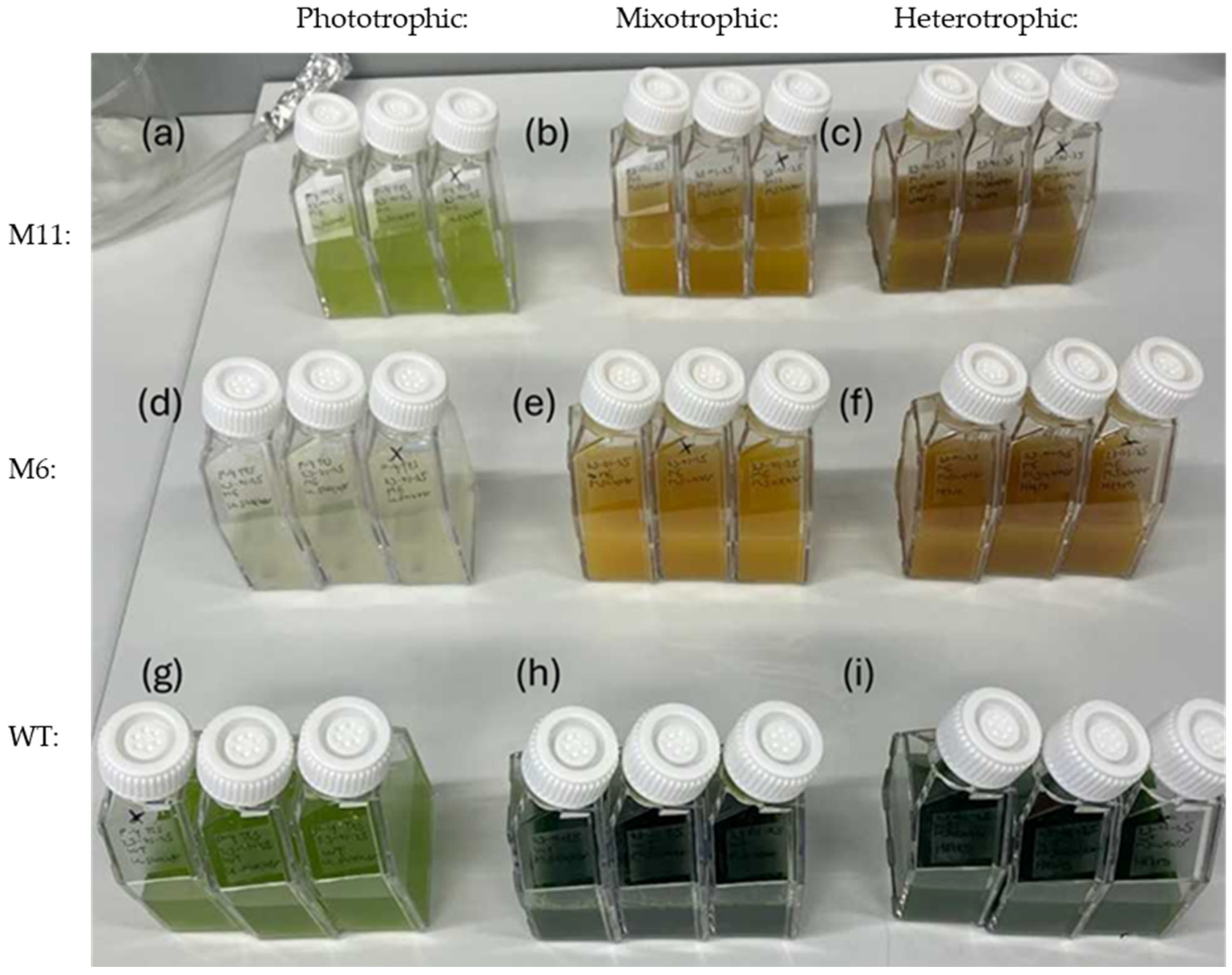 Bioengineering 13 00318 g003
