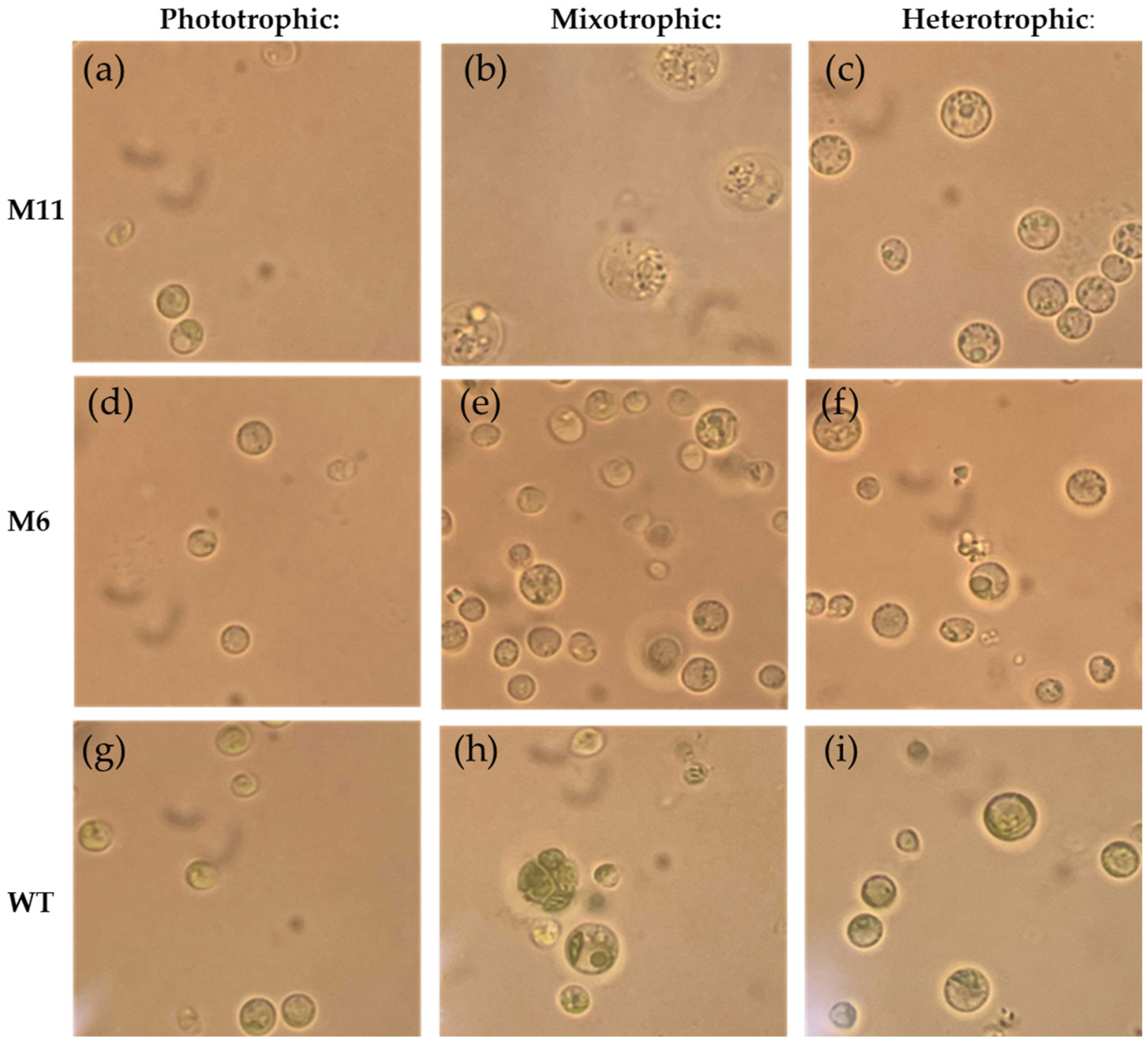 Bioengineering 13 00318 g005