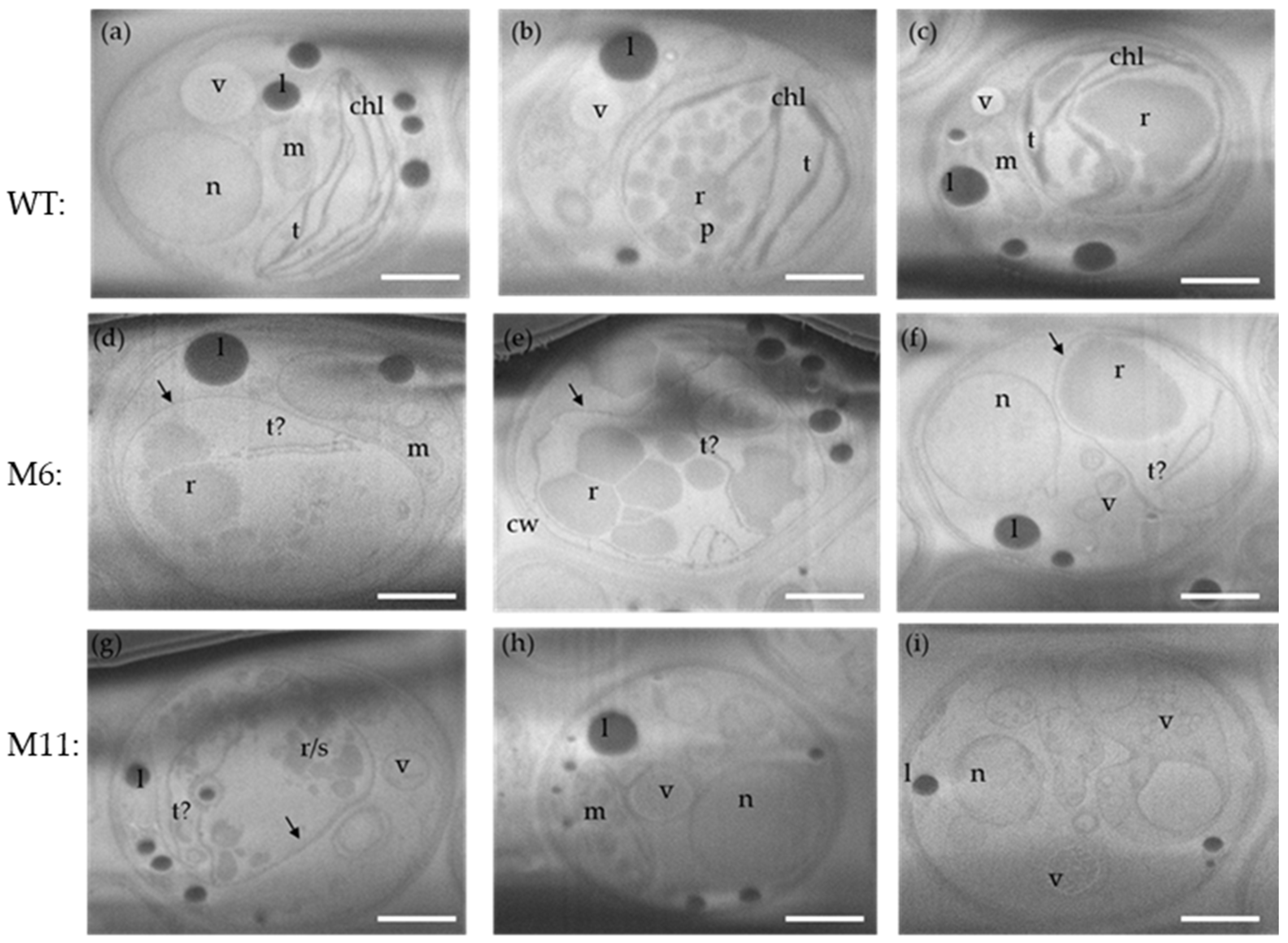 Bioengineering 13 00318 g008