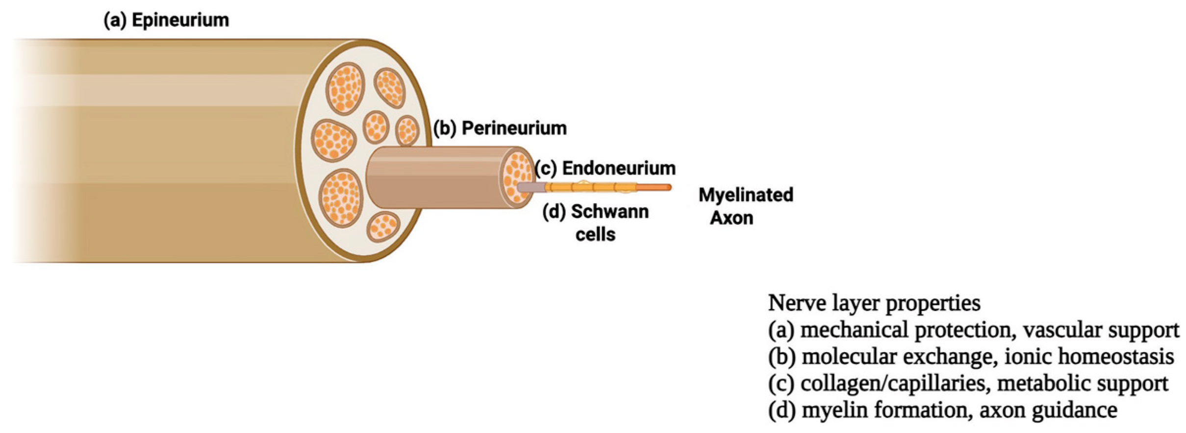 Bioengineering 13 00344 g001