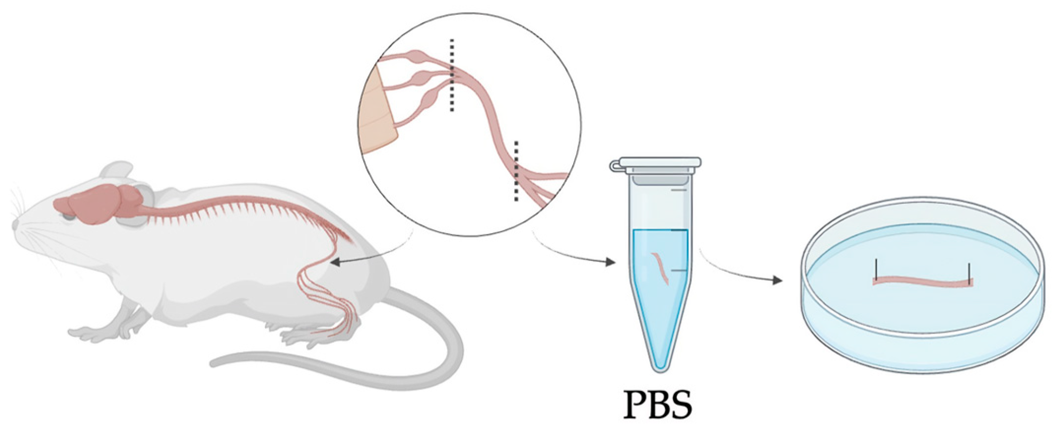 Bioengineering 13 00344 g002