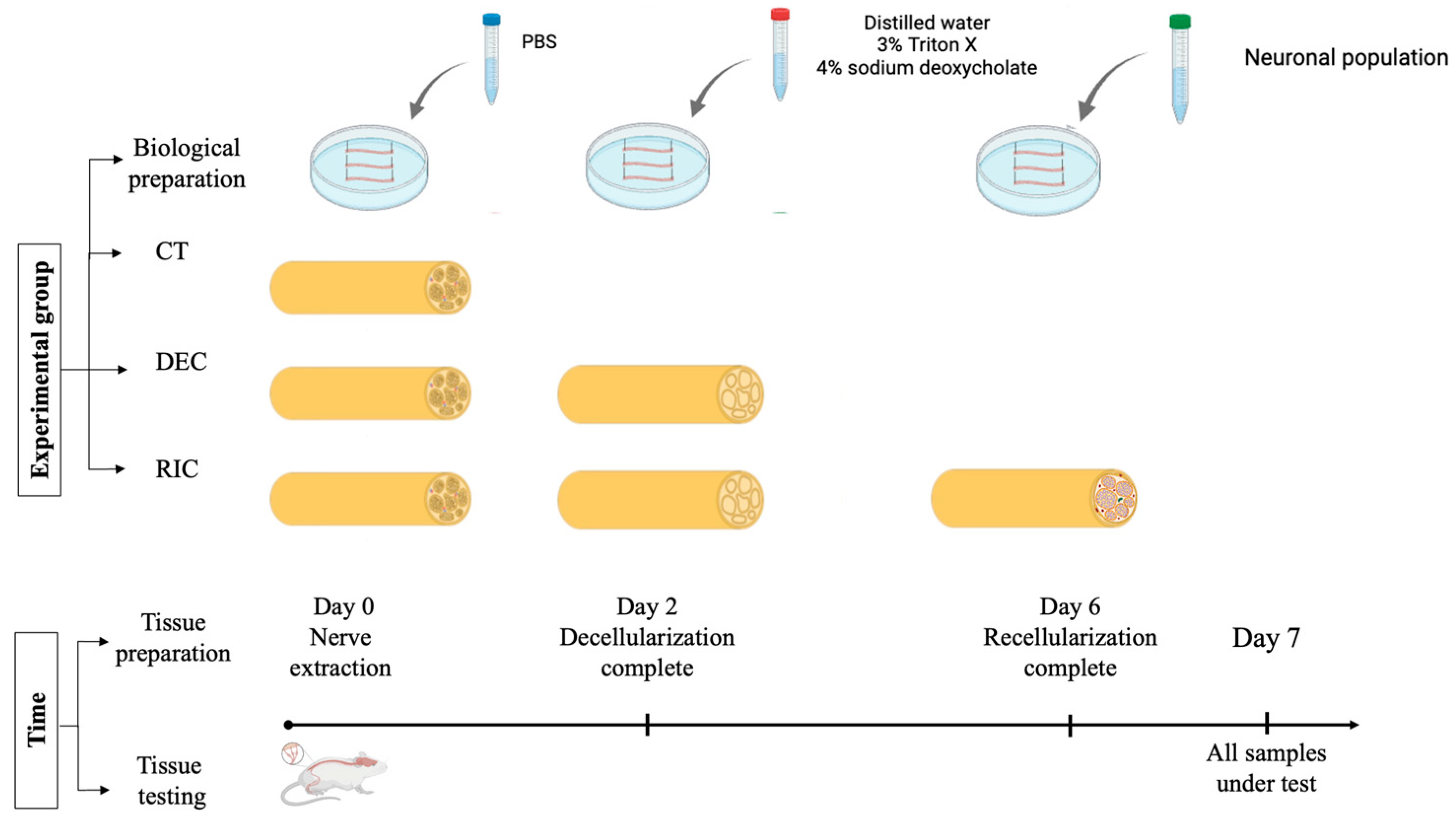 Bioengineering 13 00344 g003