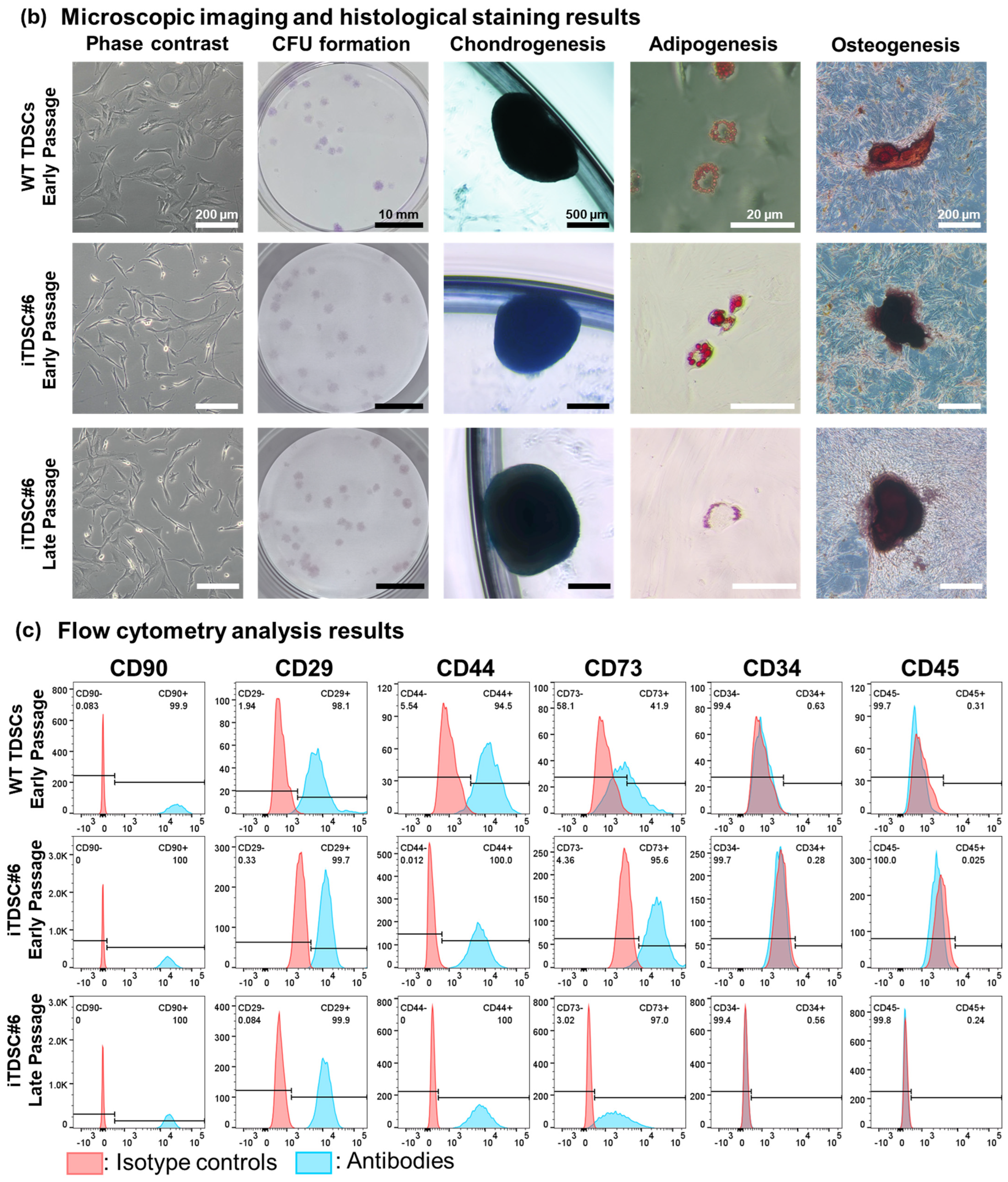 Bioengineering 13 00354 g001b Bioengineering 13 00354 g001b