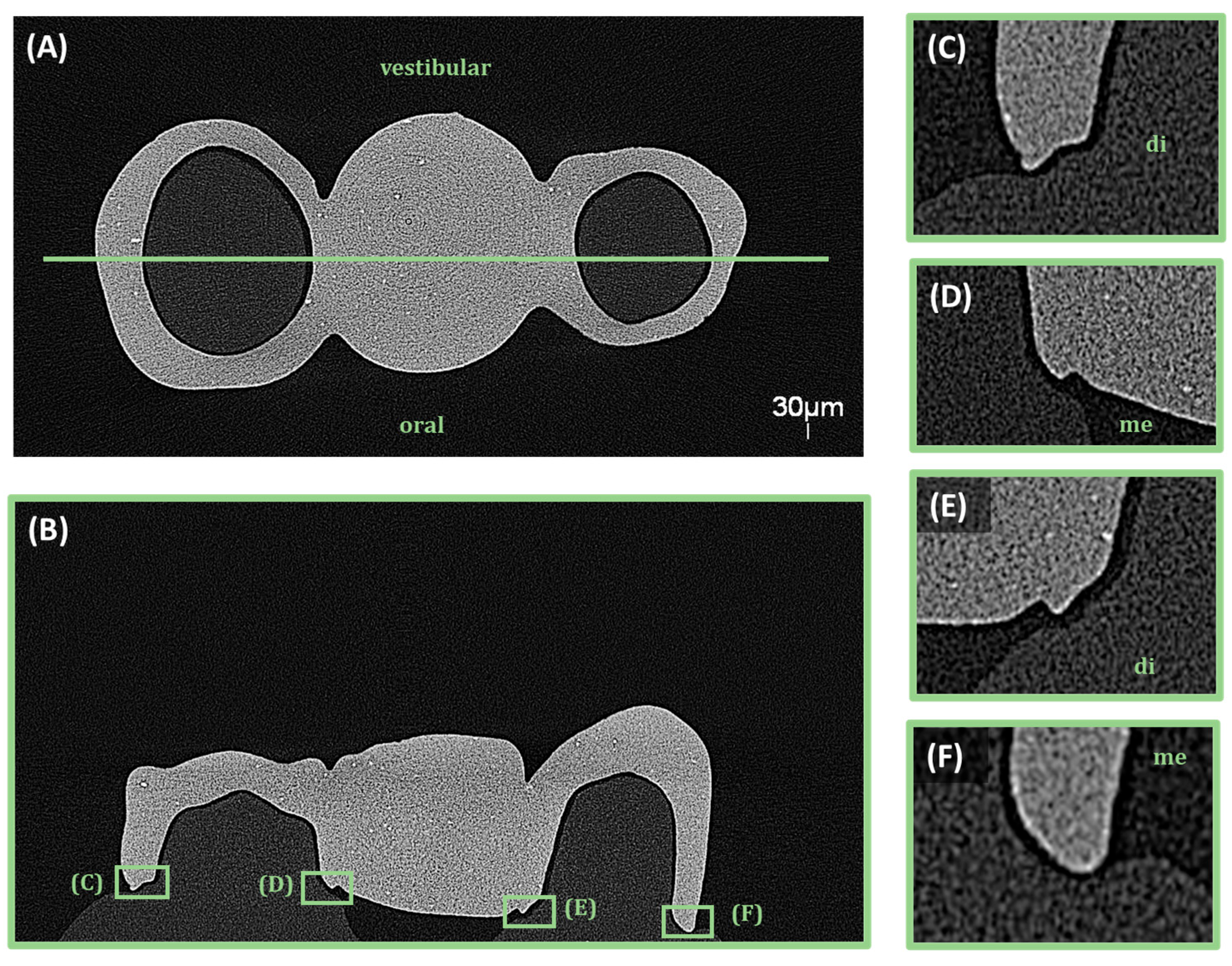Bioengineering 13 00362 g004 Bioengineering 13 00362 g004