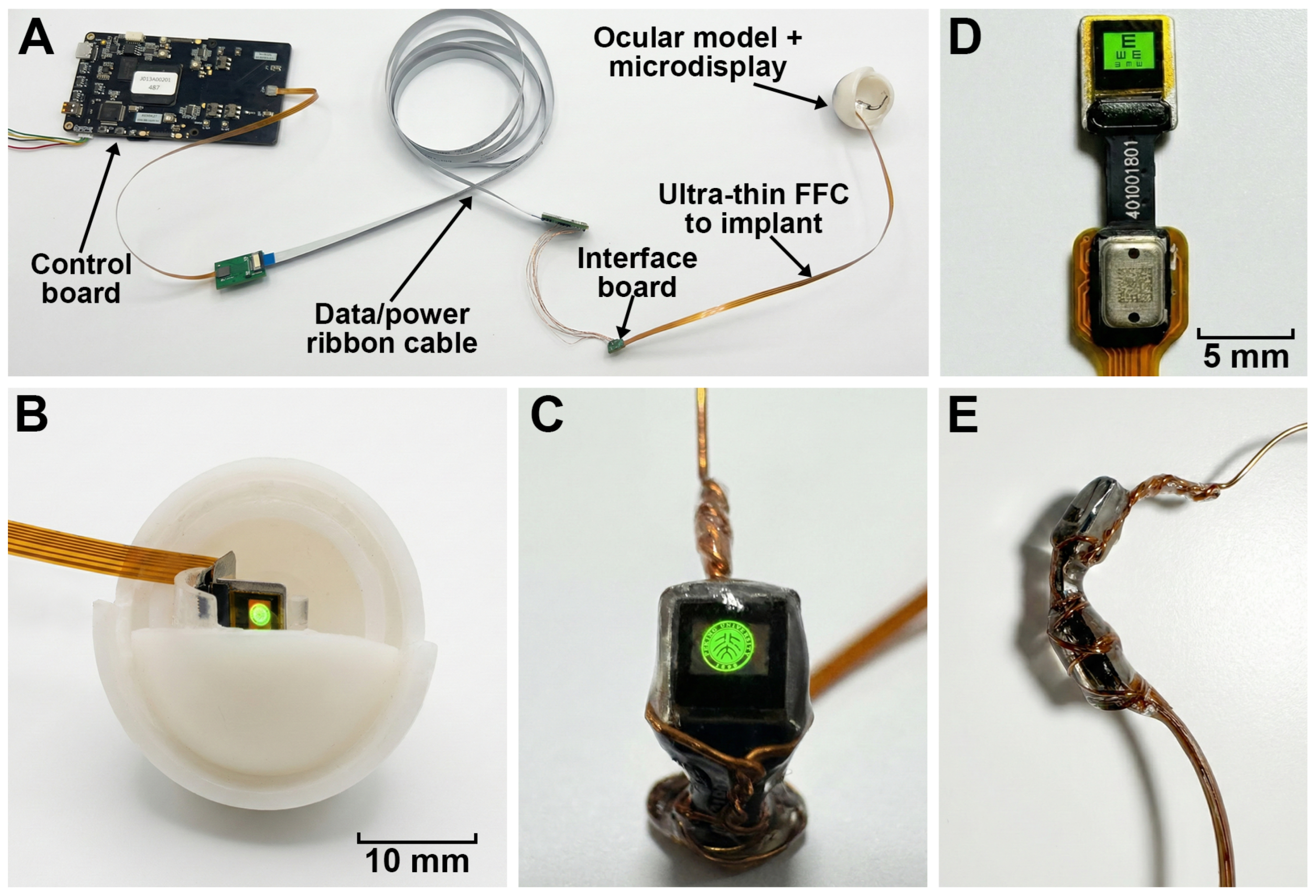 Bioengineering 13 00397 g002 Bioengineering 13 00397 g002
