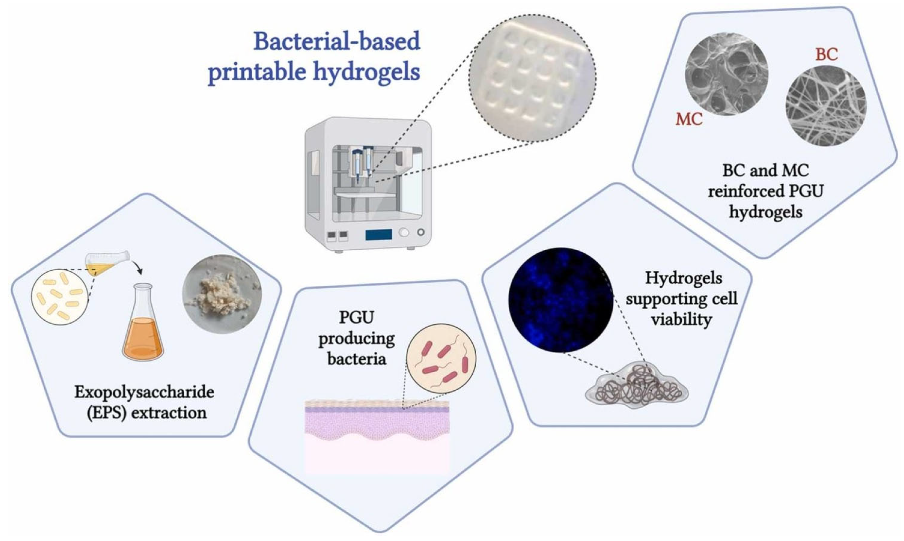 Bioengineering 13 00408 g007 Bioengineering 13 00408 g007