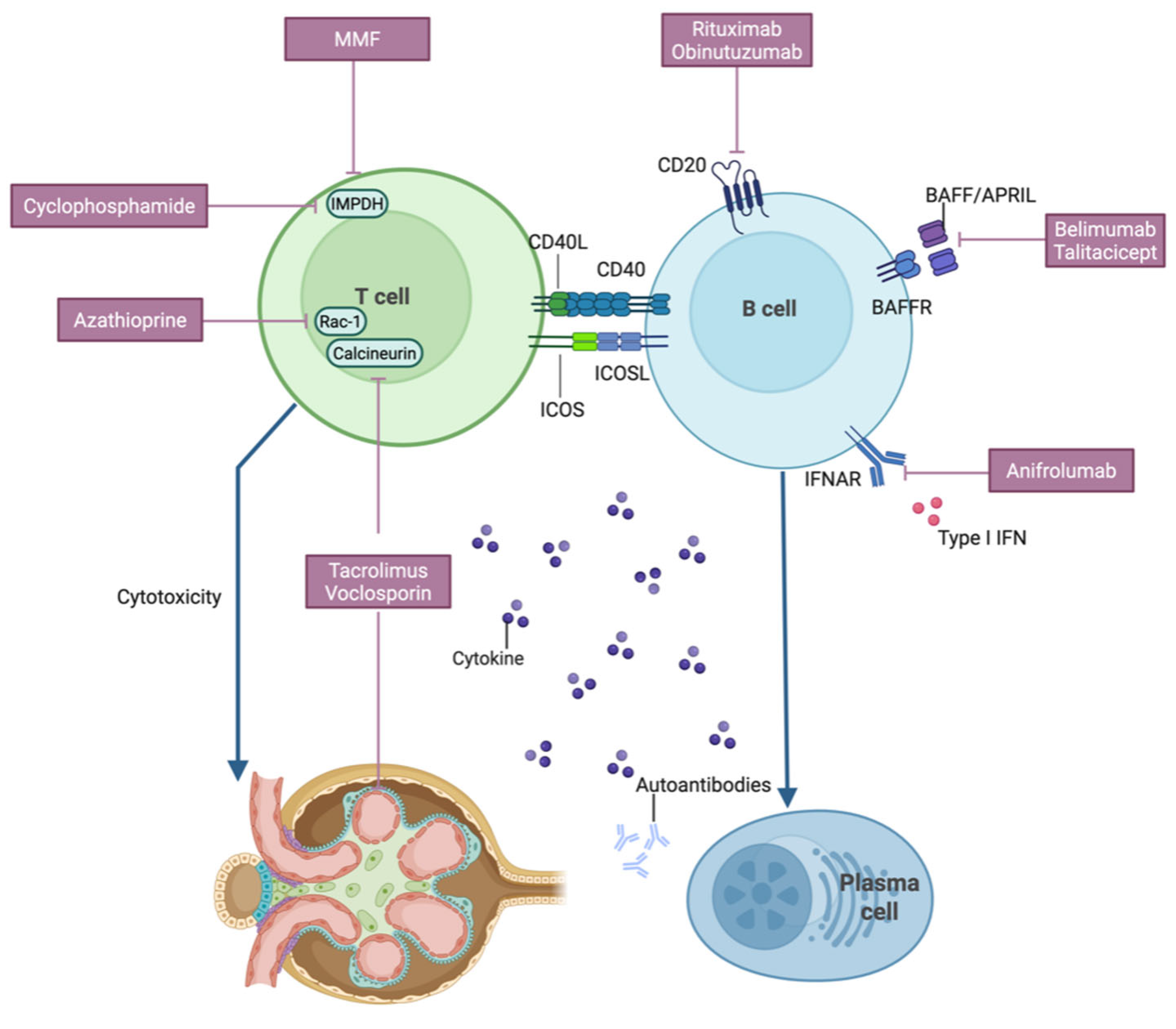 Bioengineering 13 00428 g001 Bioengineering 13 00428 g001