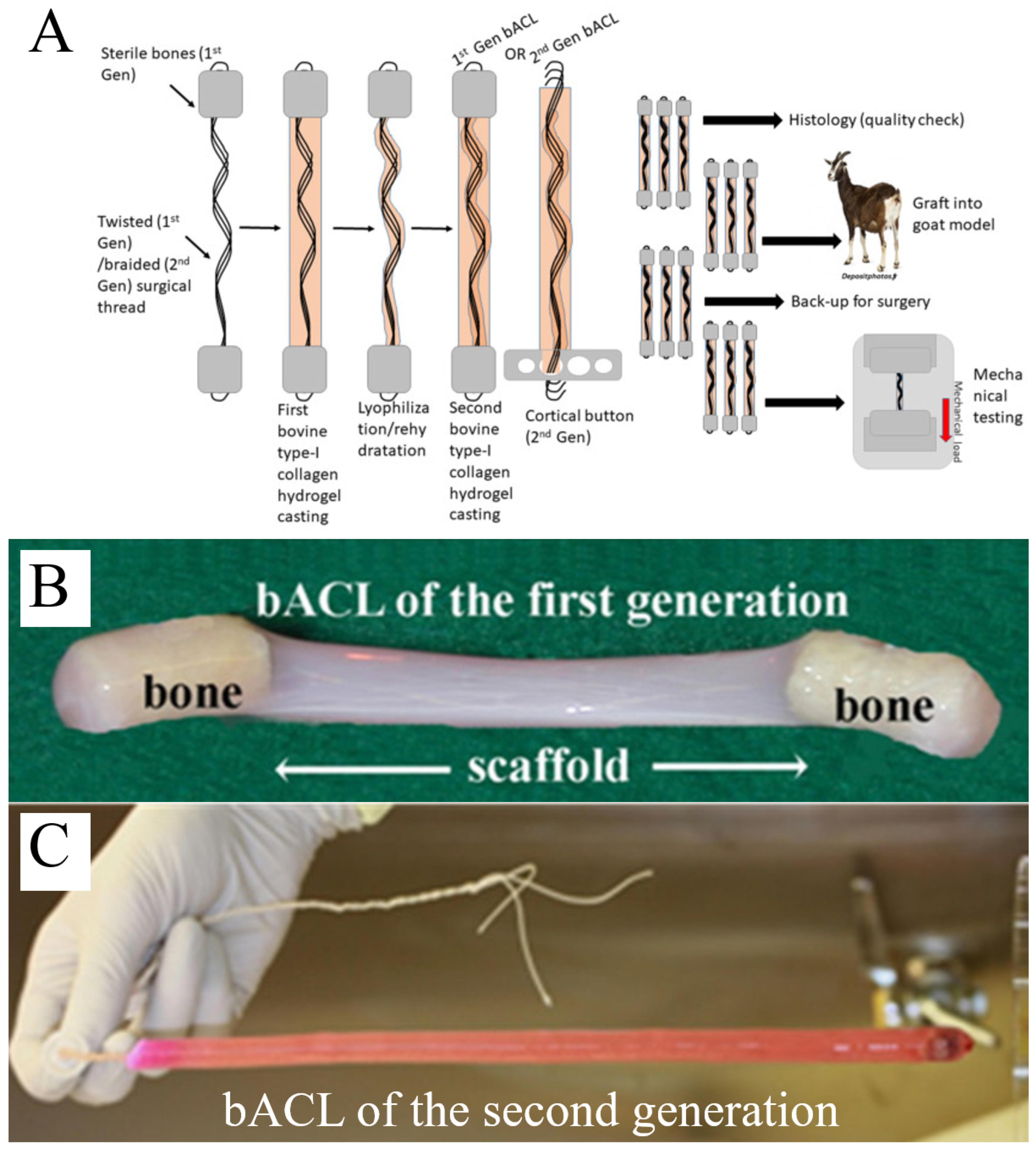 Bioengineering 13 00442 g004 Bioengineering 13 00442 g004
