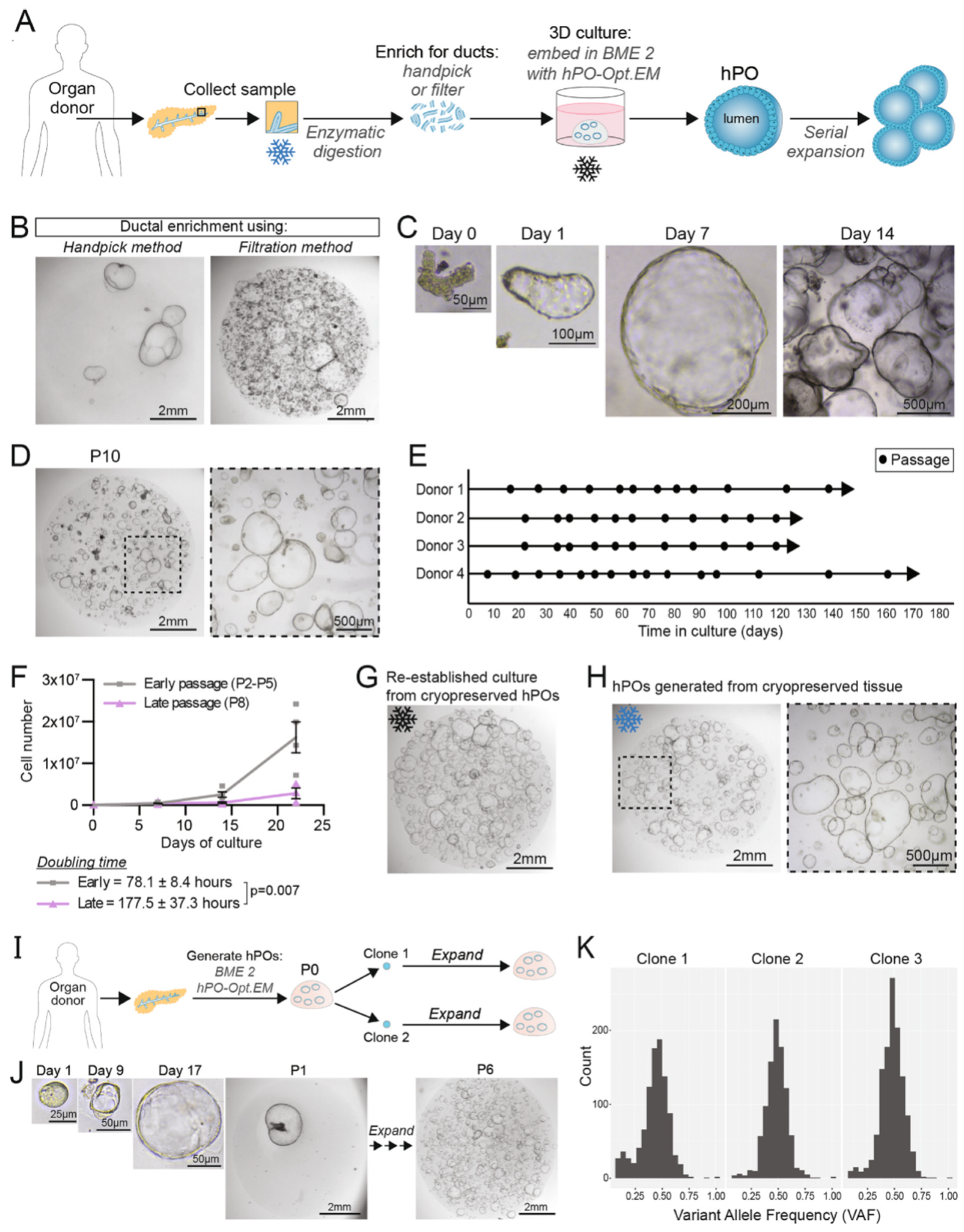 Bioengineering 13 00478 g001 Bioengineering 13 00478 g001