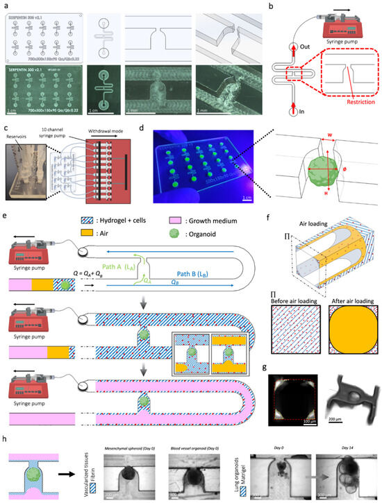 Bioengineering 13 00478 g002