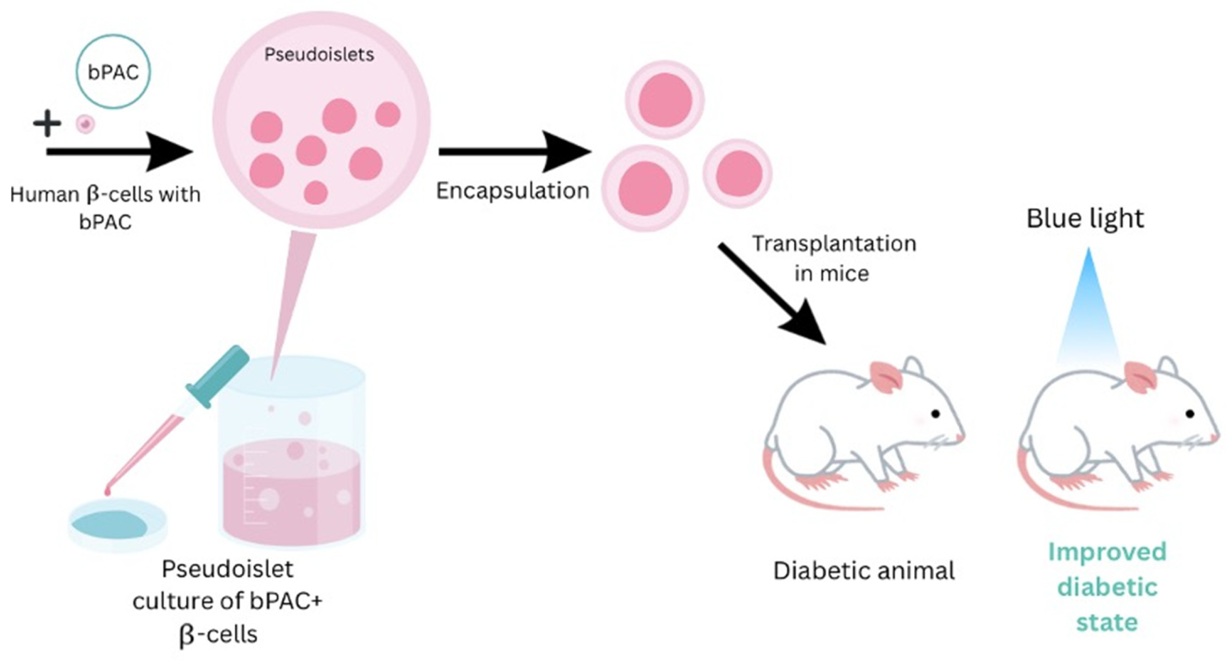 Bioengineering 13 00478 g003 Bioengineering 13 00478 g003