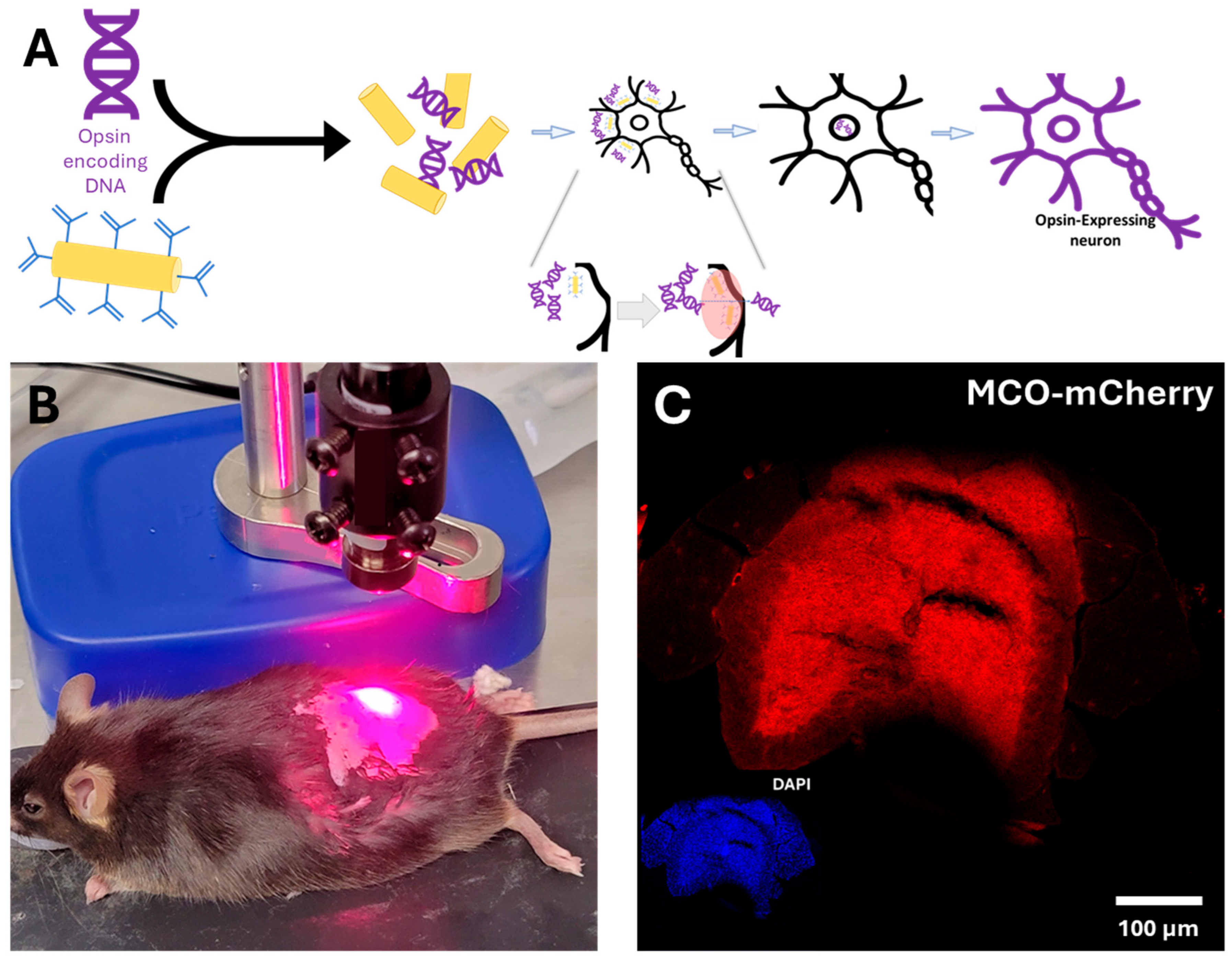 Bioengineering 13 00479 g001 Bioengineering 13 00479 g001
