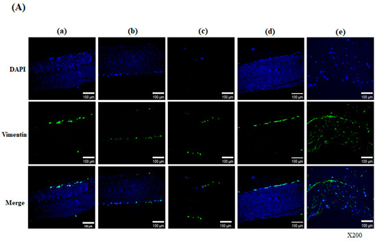 Bioengineering 13 00546 g003a Bioengineering 13 00546 g003a