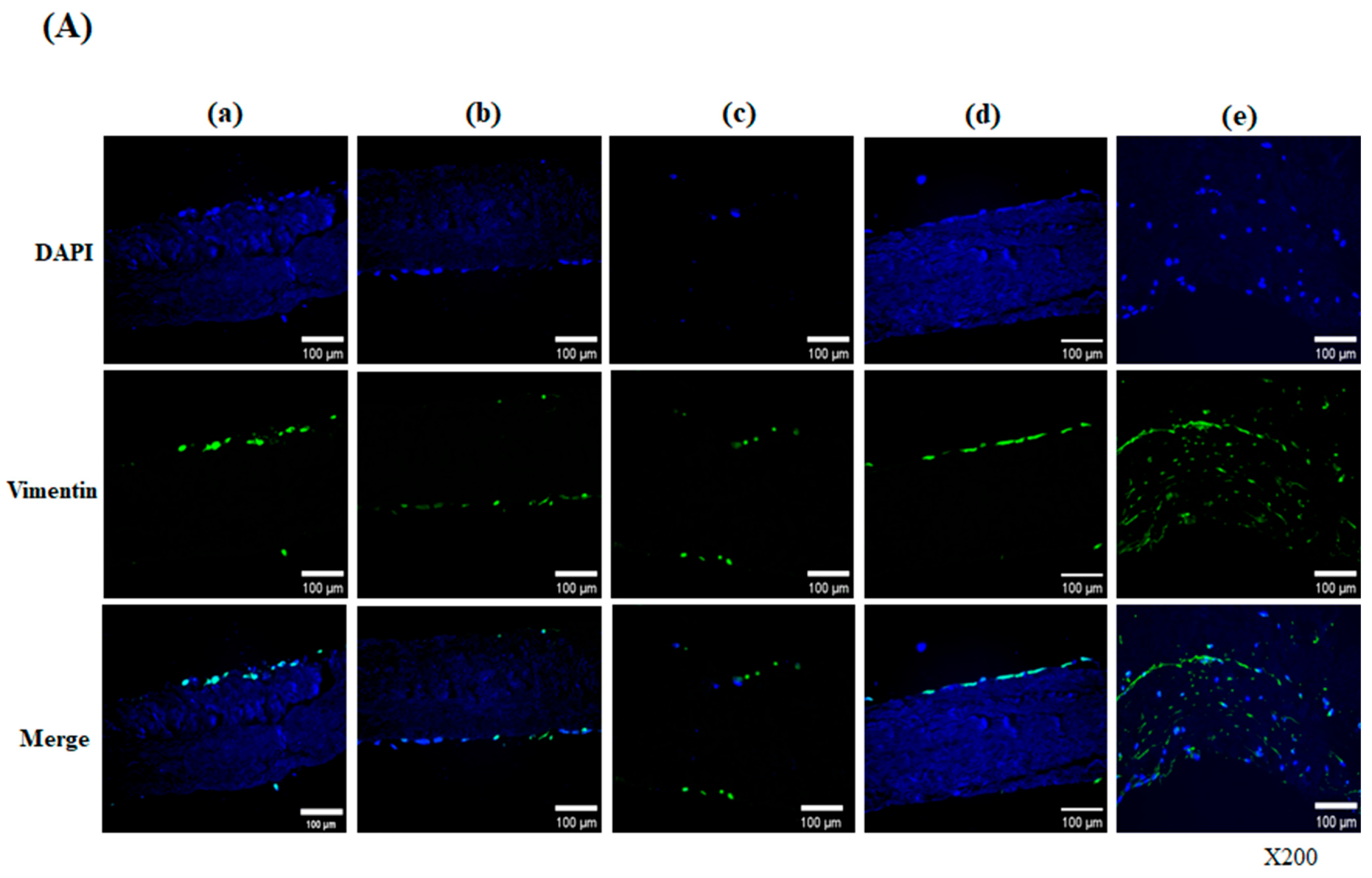Bioengineering 13 00546 g003a Bioengineering 13 00546 g003a