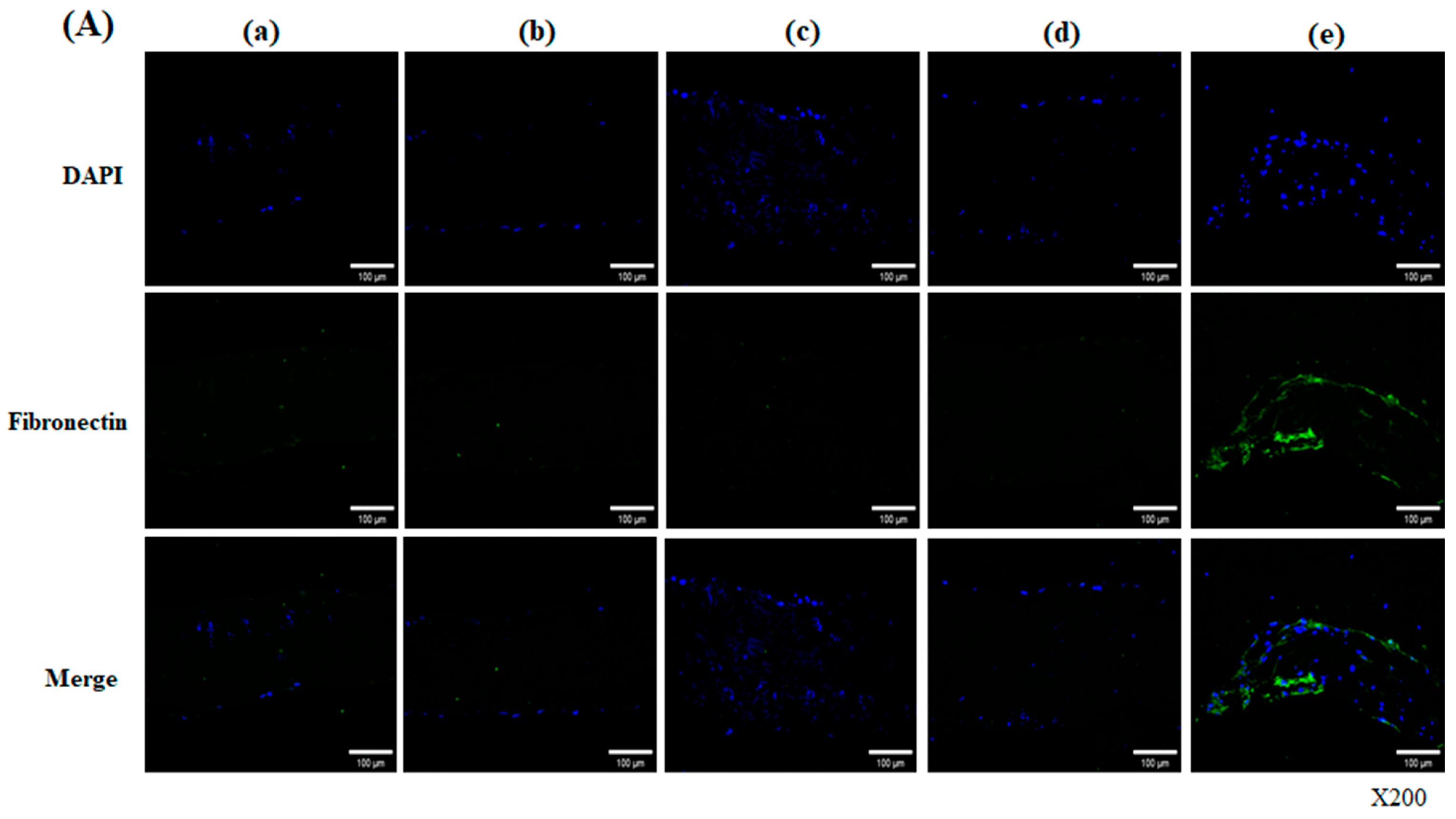 Bioengineering 13 00546 g004a Bioengineering 13 00546 g004a