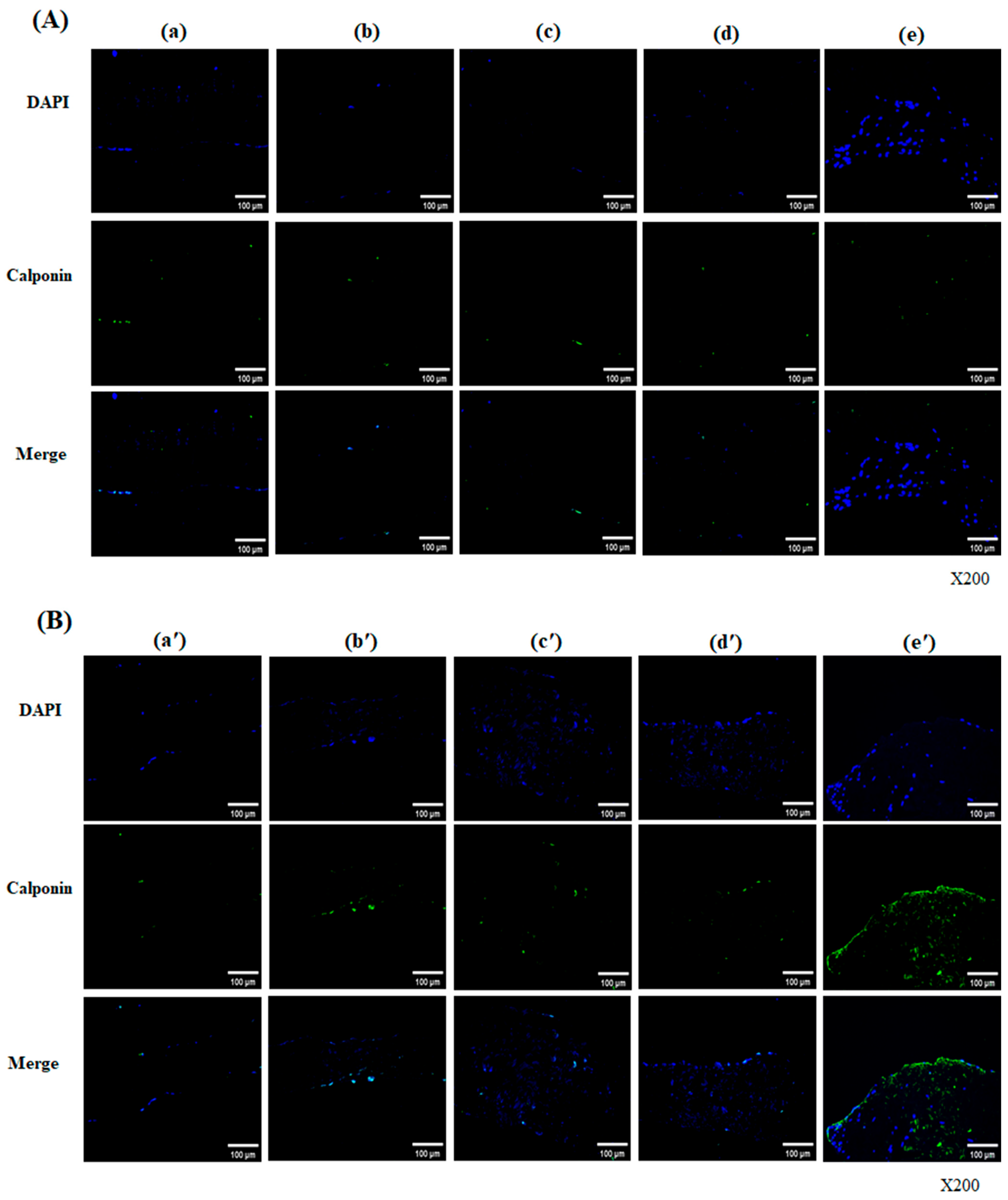 Bioengineering 13 00546 g005 Bioengineering 13 00546 g005
