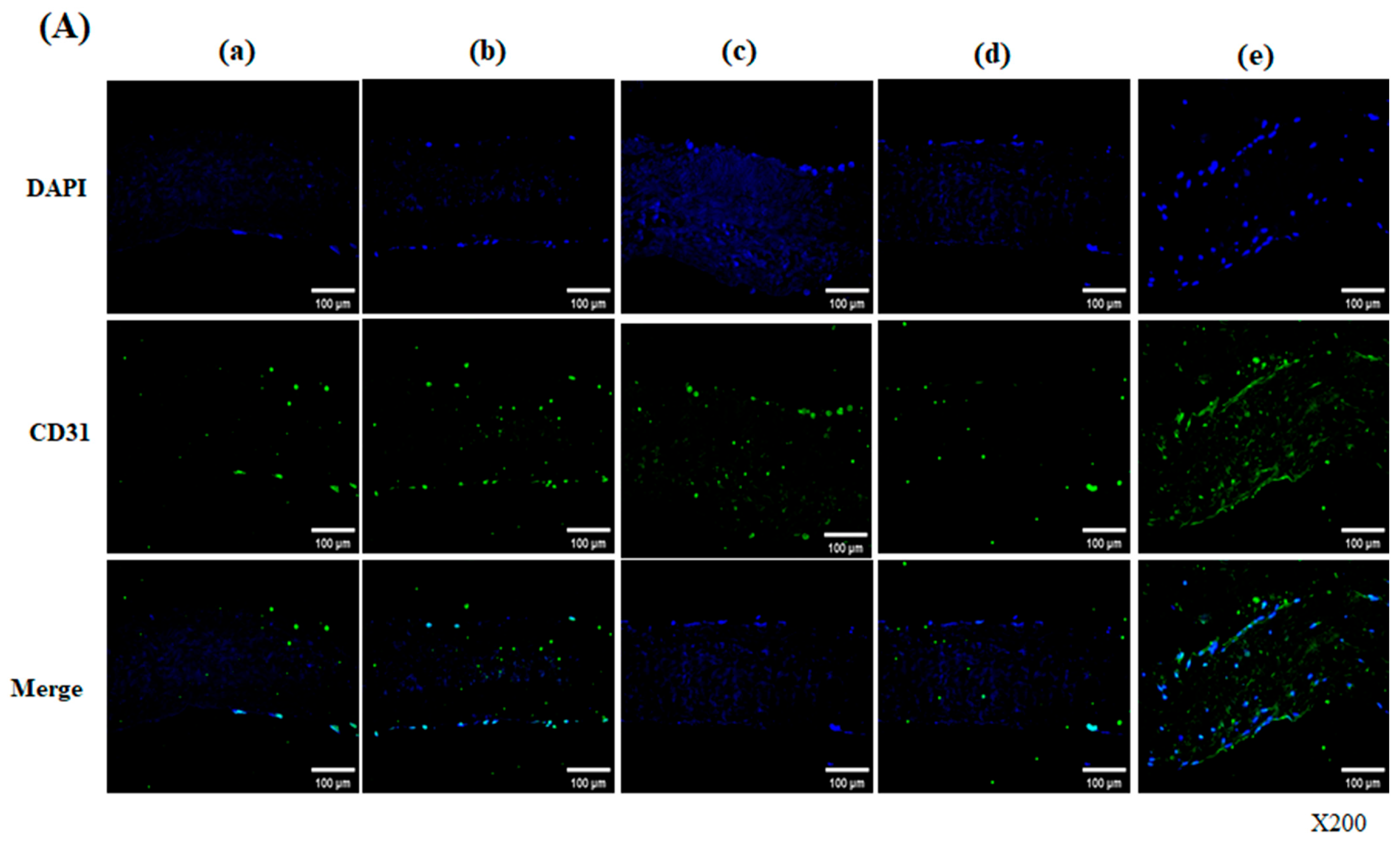 Bioengineering 13 00546 g006a Bioengineering 13 00546 g006a