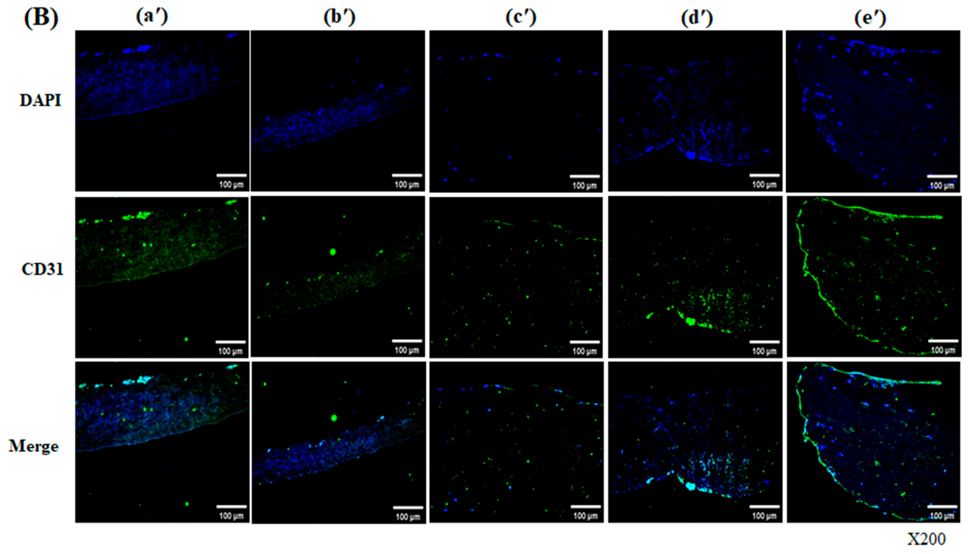 Bioengineering 13 00546 g006b Bioengineering 13 00546 g006b