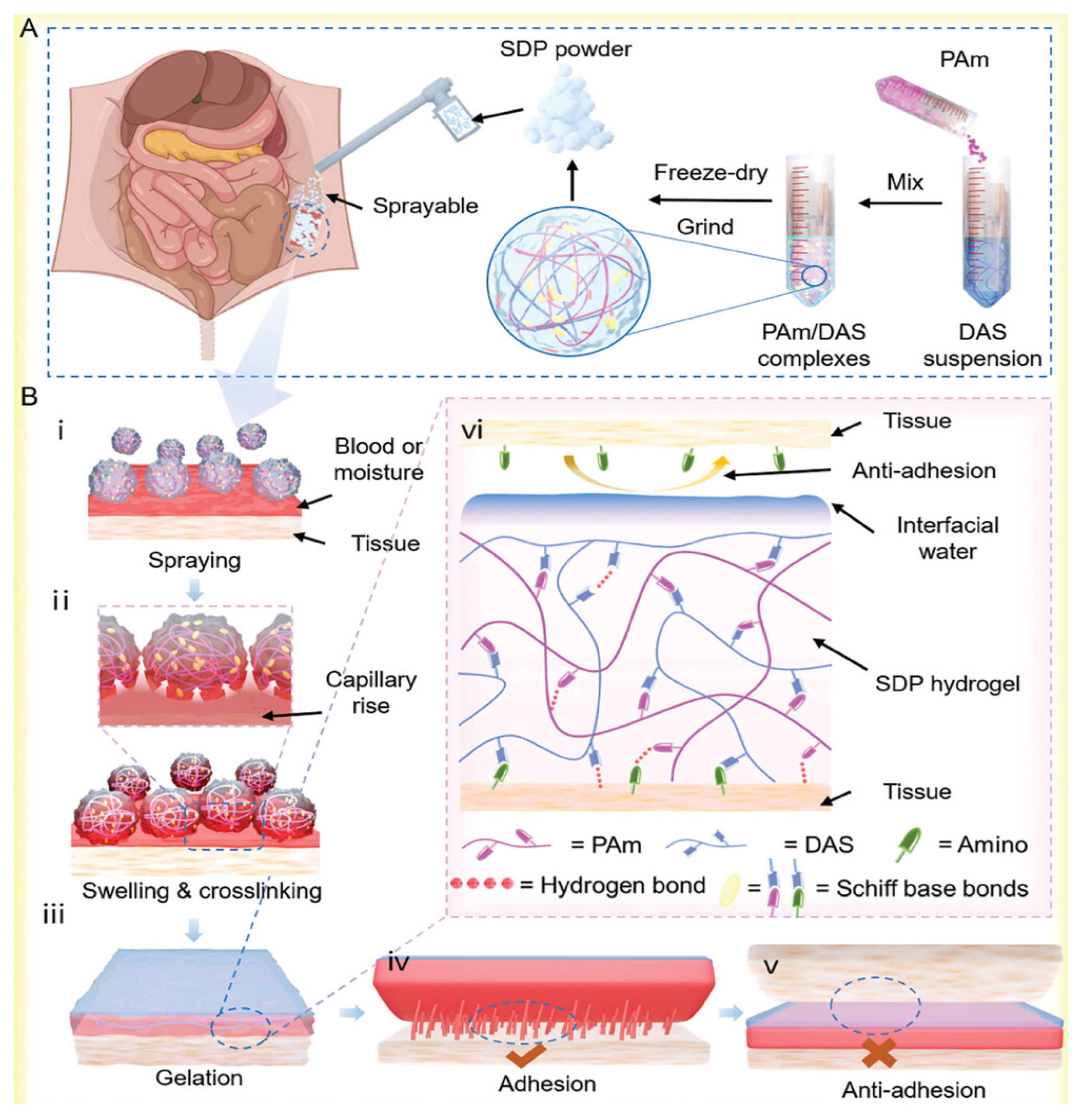 Bioengineering 13 00618 g007 Bioengineering 13 00618 g007