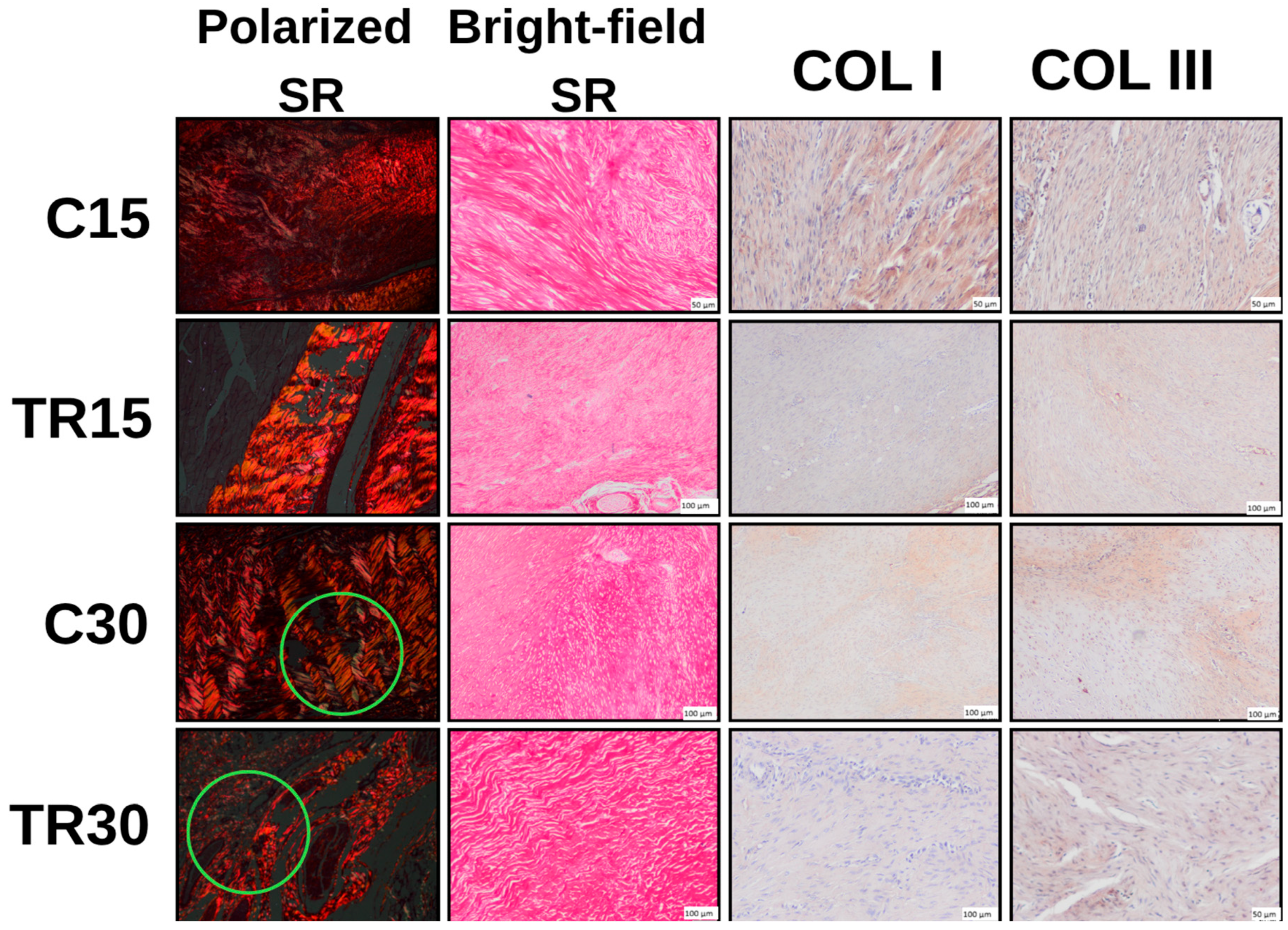 Bioengineering 13 00768 g005 Bioengineering 13 00768 g005