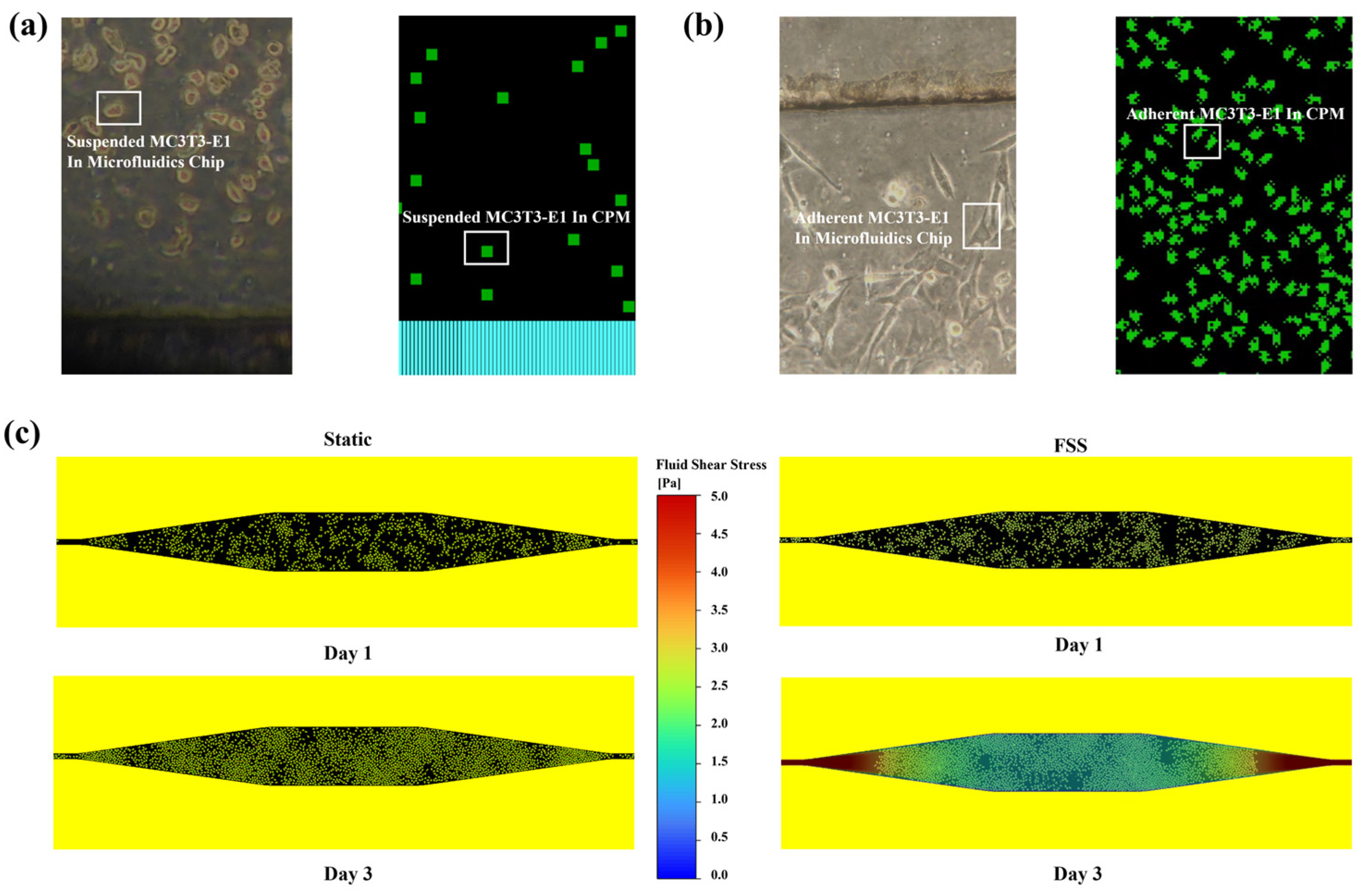 Bioengineering 13 00813 g006 Bioengineering 13 00813 g006