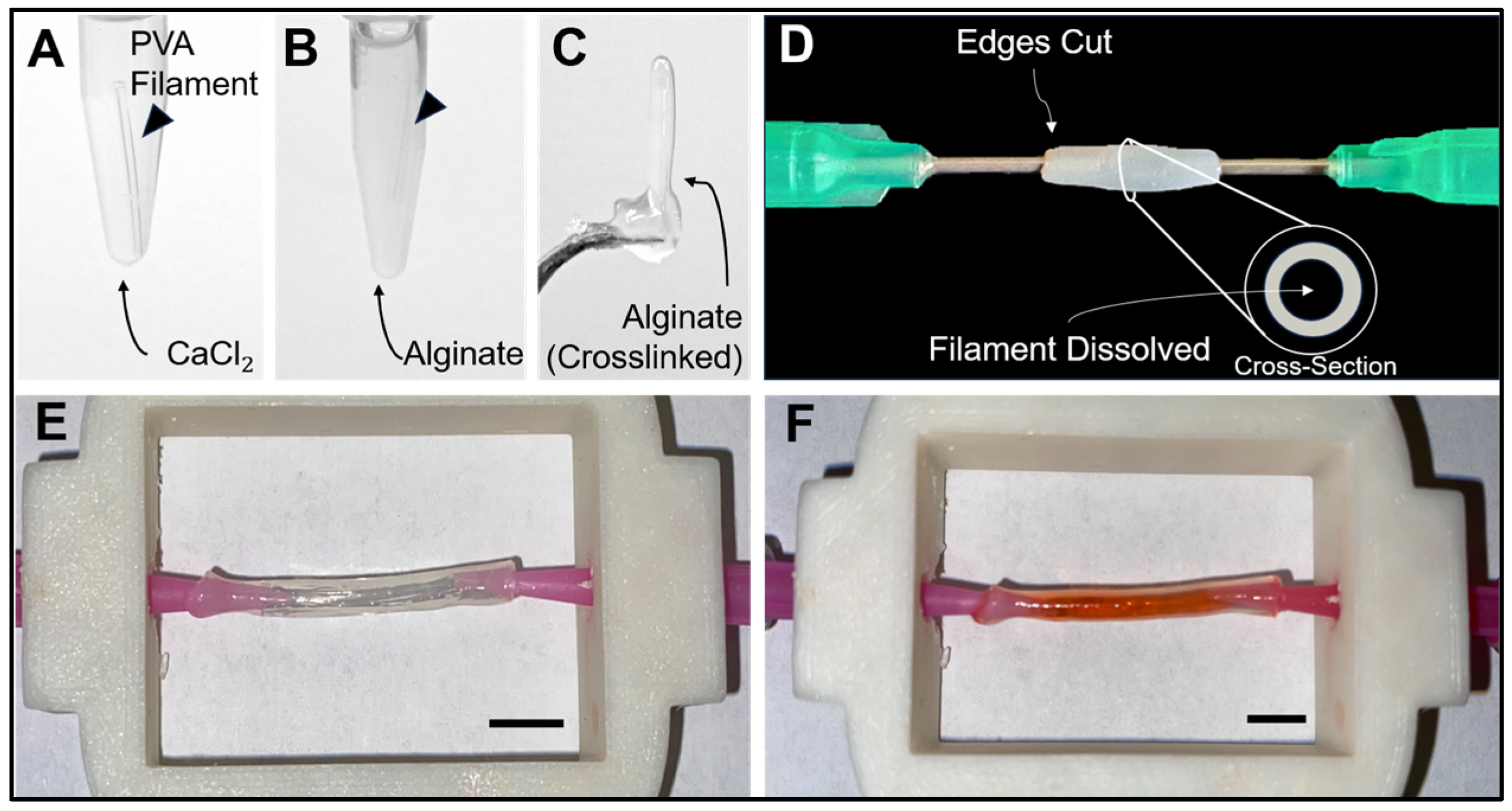 Bioengineering 13 00838 g001 Bioengineering 13 00838 g001