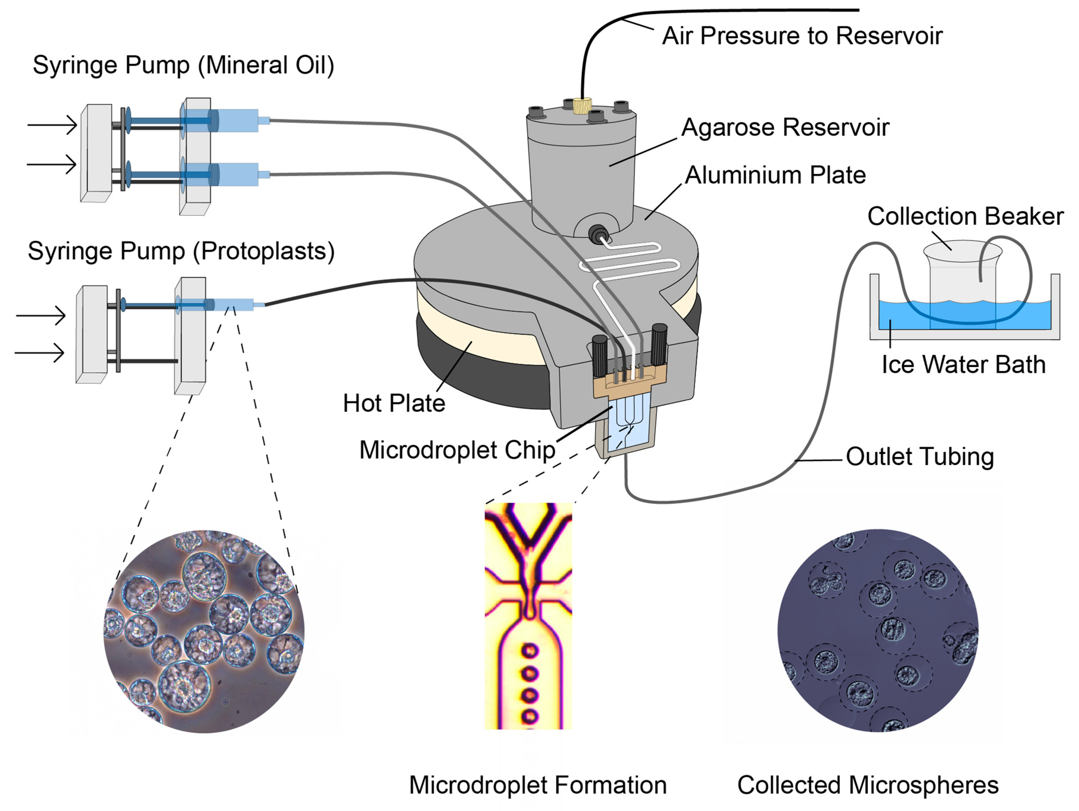 Bioengineering 13 01003 g001 Bioengineering 13 01003 g001