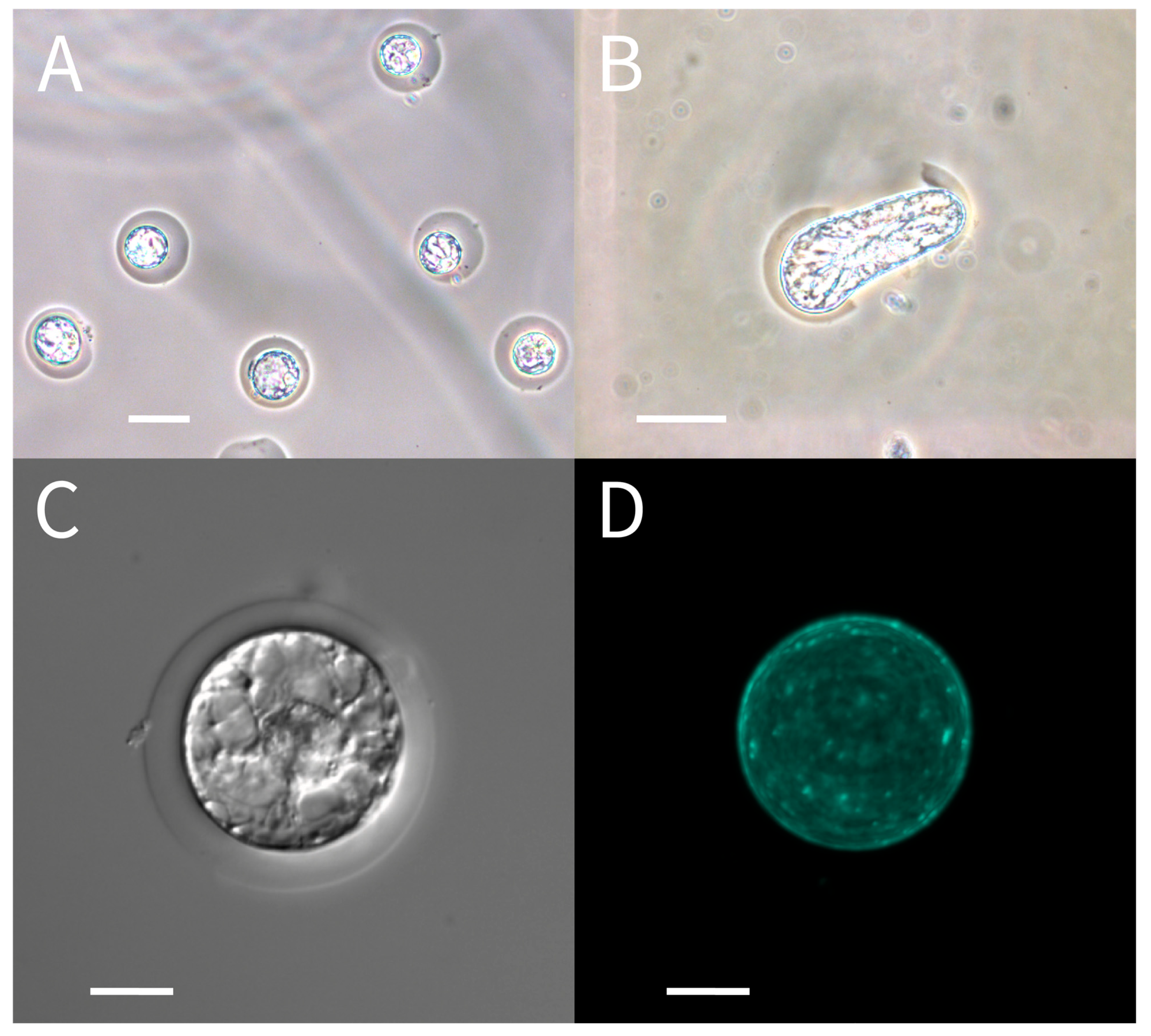 Bioengineering 13 01003 g002 Bioengineering 13 01003 g002