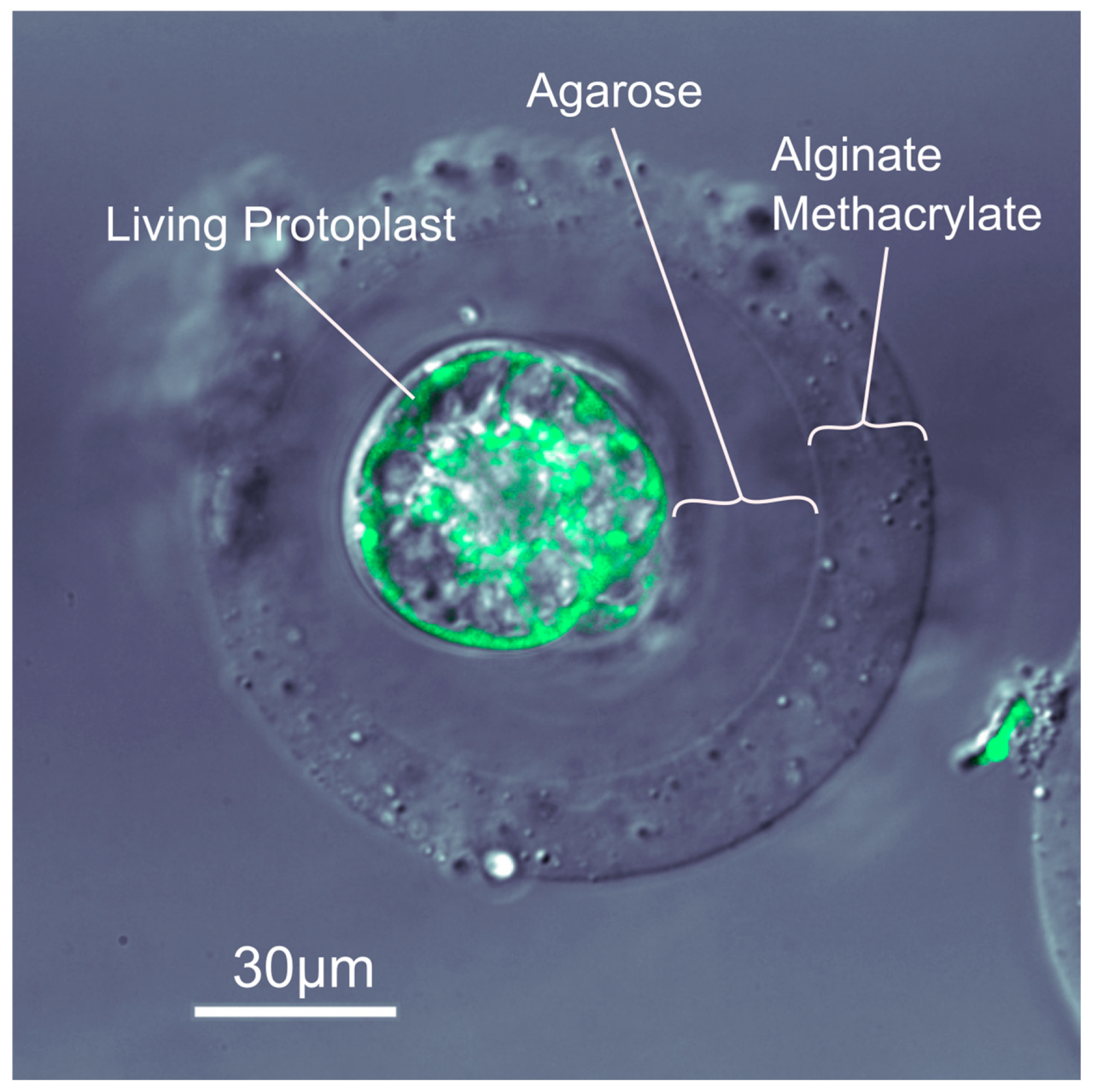 Bioengineering 13 01003 g005 Bioengineering 13 01003 g005