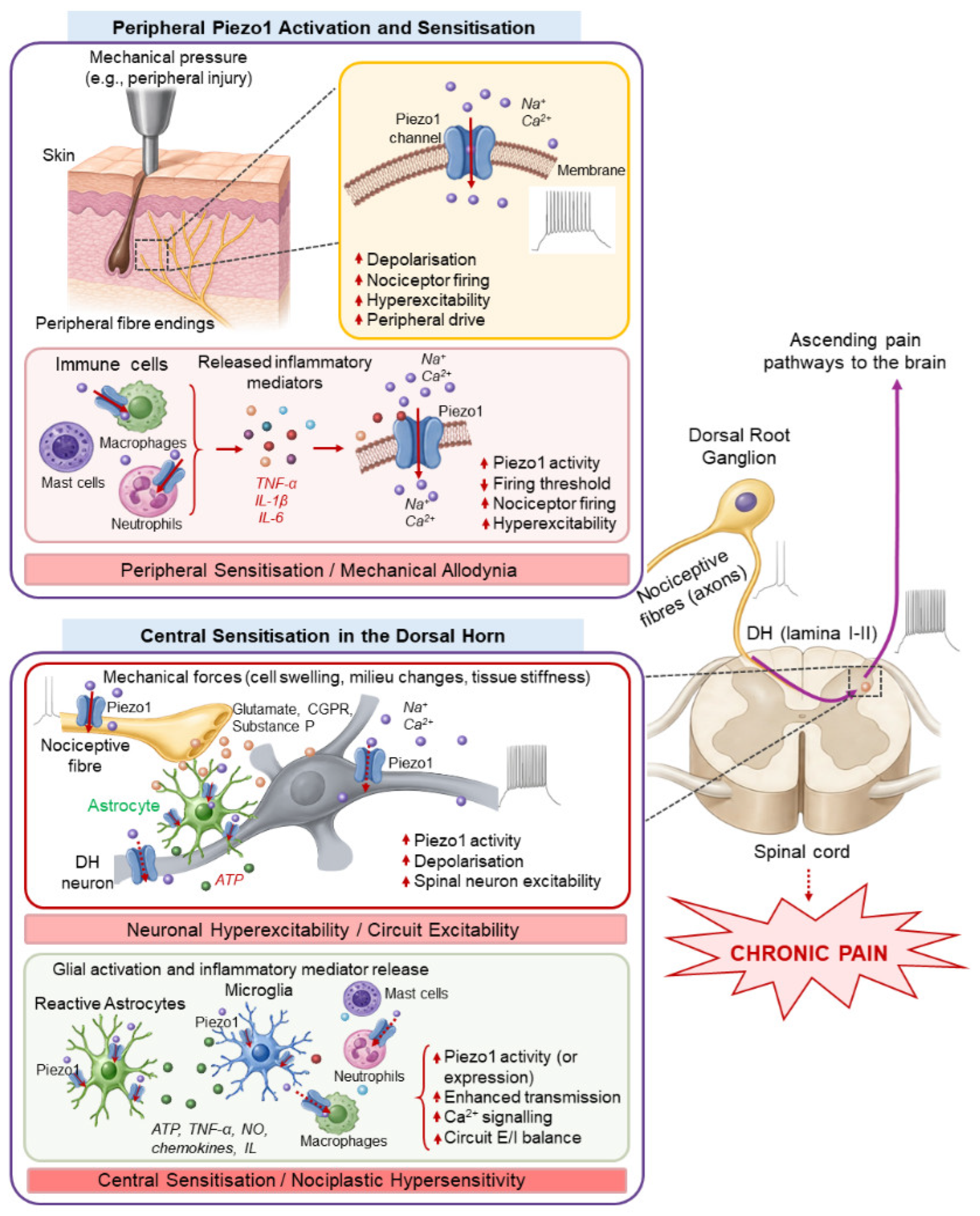 Bioengineering 13 01074 g001