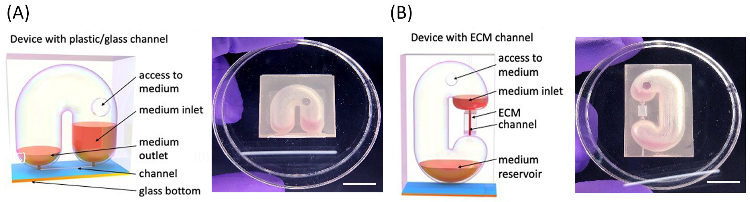 Bioengineering 13 01076 g001