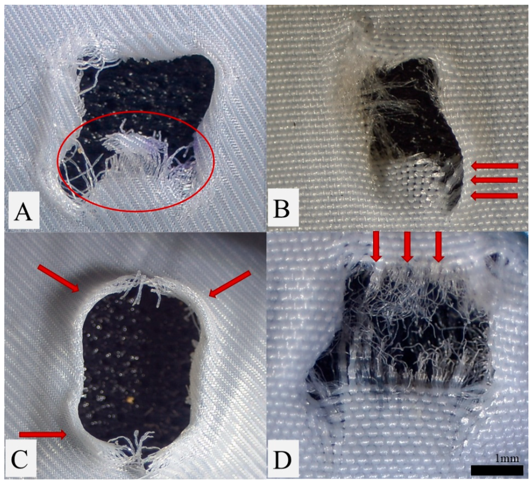 Bioengineering 13 01085 g001 Bioengineering 13 01085 g001