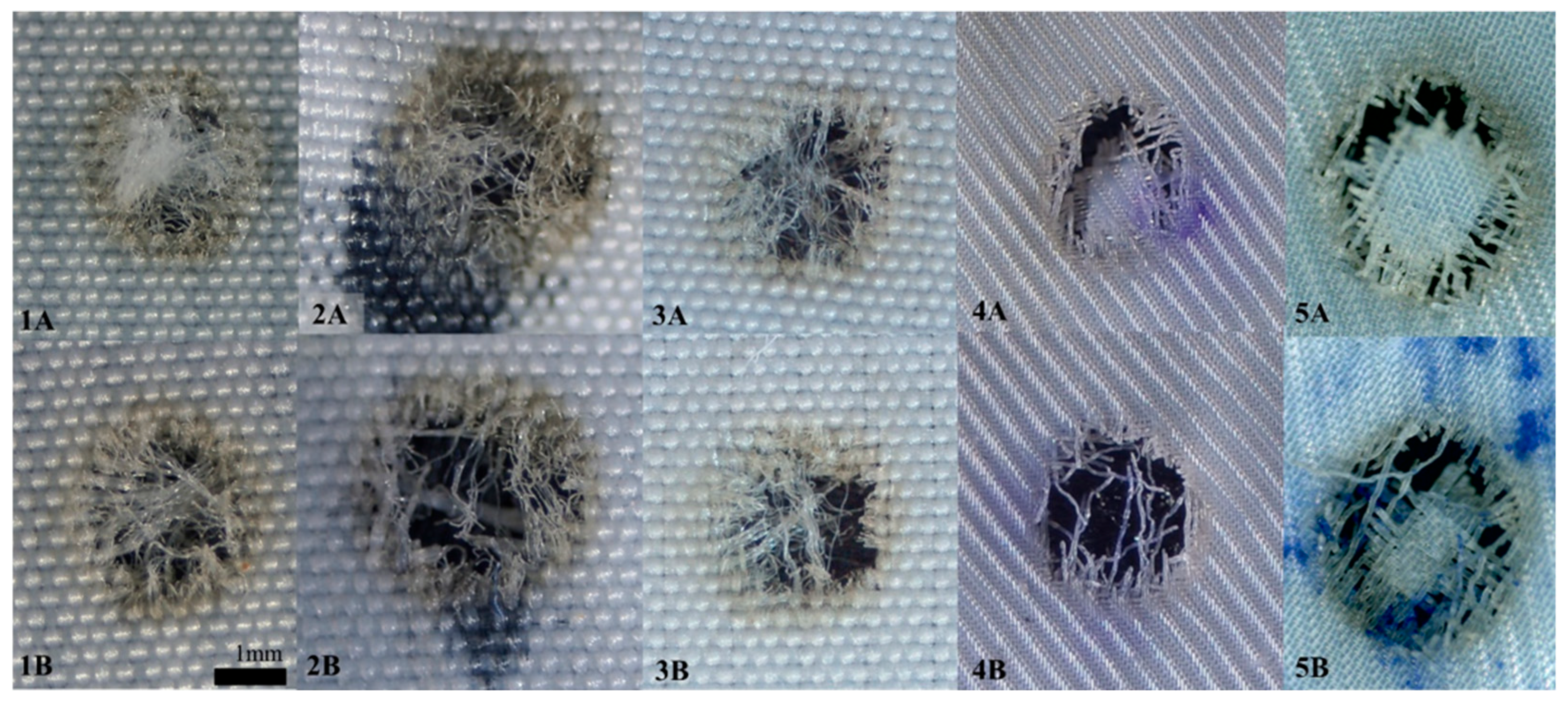 Bioengineering 13 01085 g002 Bioengineering 13 01085 g002