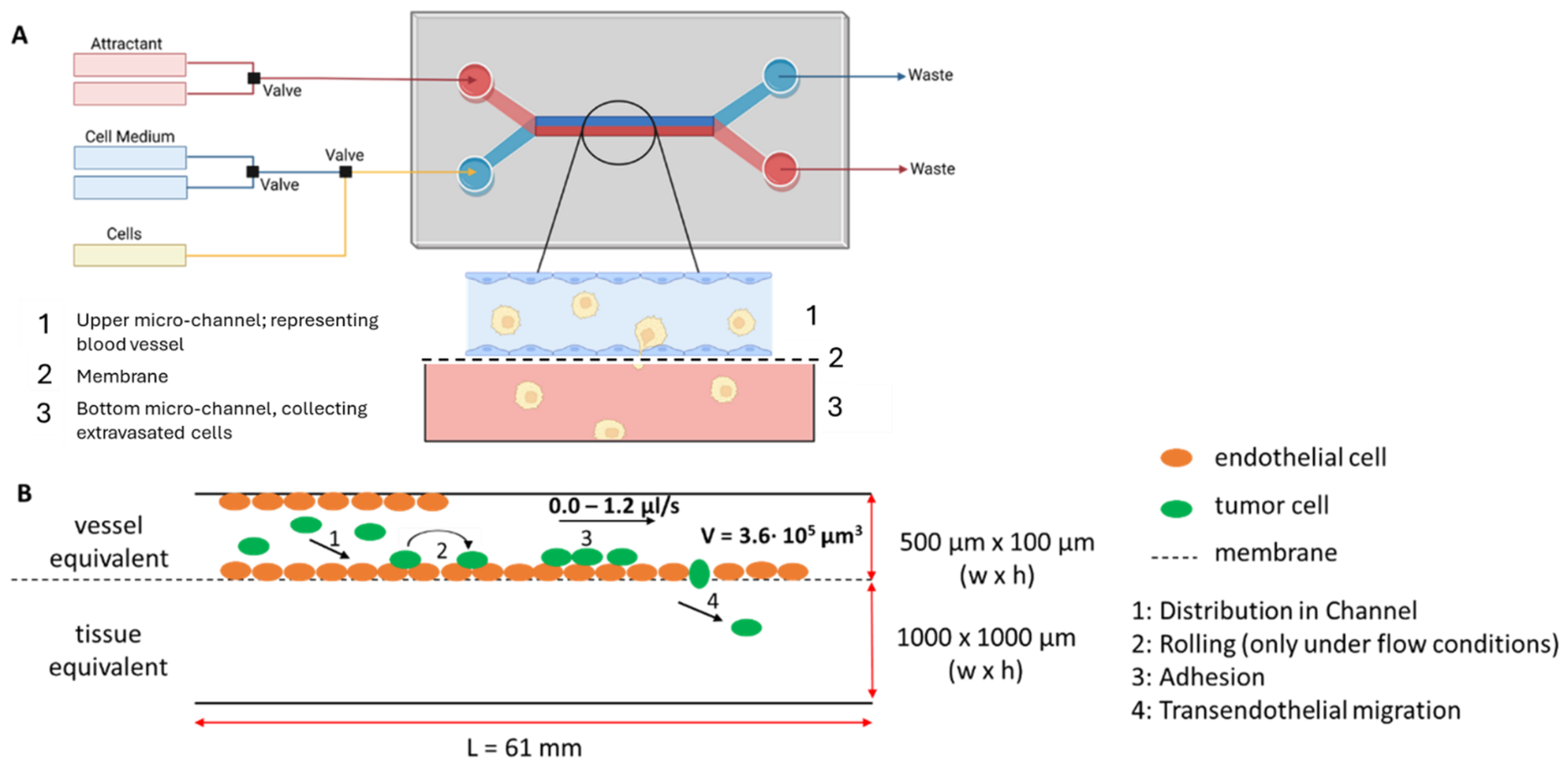 Bioengineering 13 01192 g001 Bioengineering 13 01192 g001