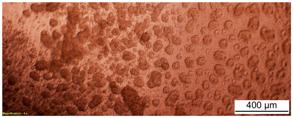 Bioengineering 13 01242 g002 Bioengineering 13 01242 g002