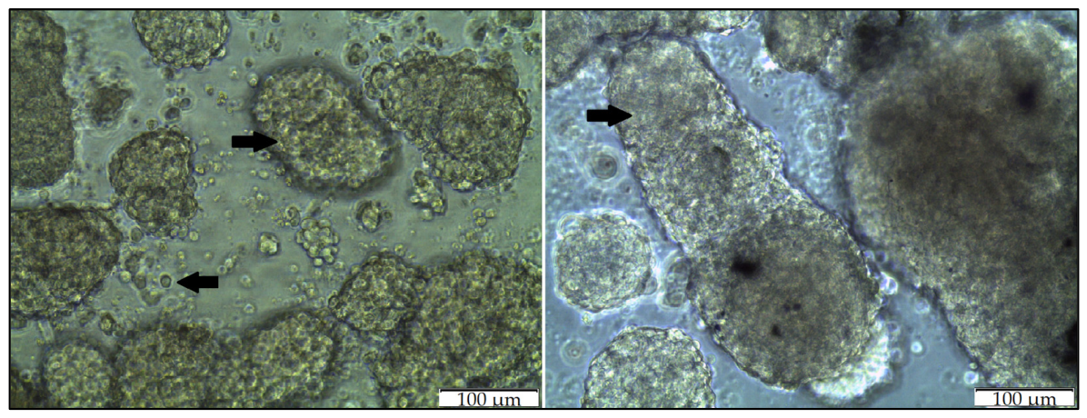 Bioengineering 13 01242 g003 Bioengineering 13 01242 g003