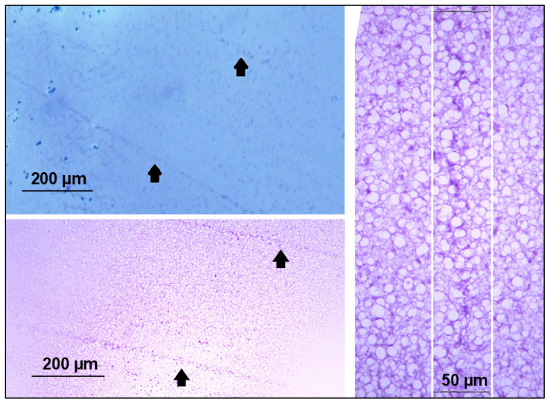 Bioengineering 13 01242 g006 Bioengineering 13 01242 g006