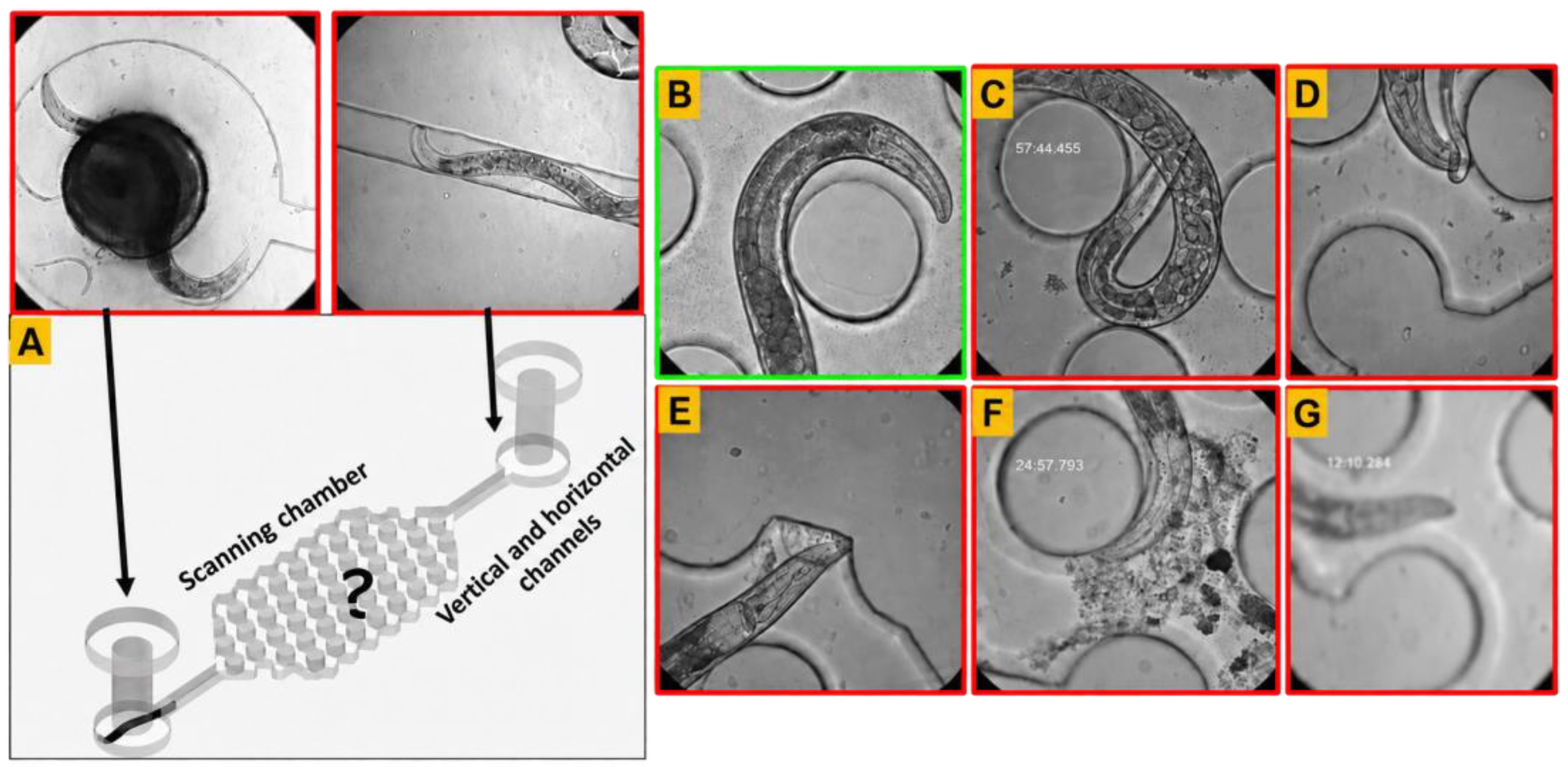 Bioengineering 13 01261 g004 Bioengineering 13 01261 g004